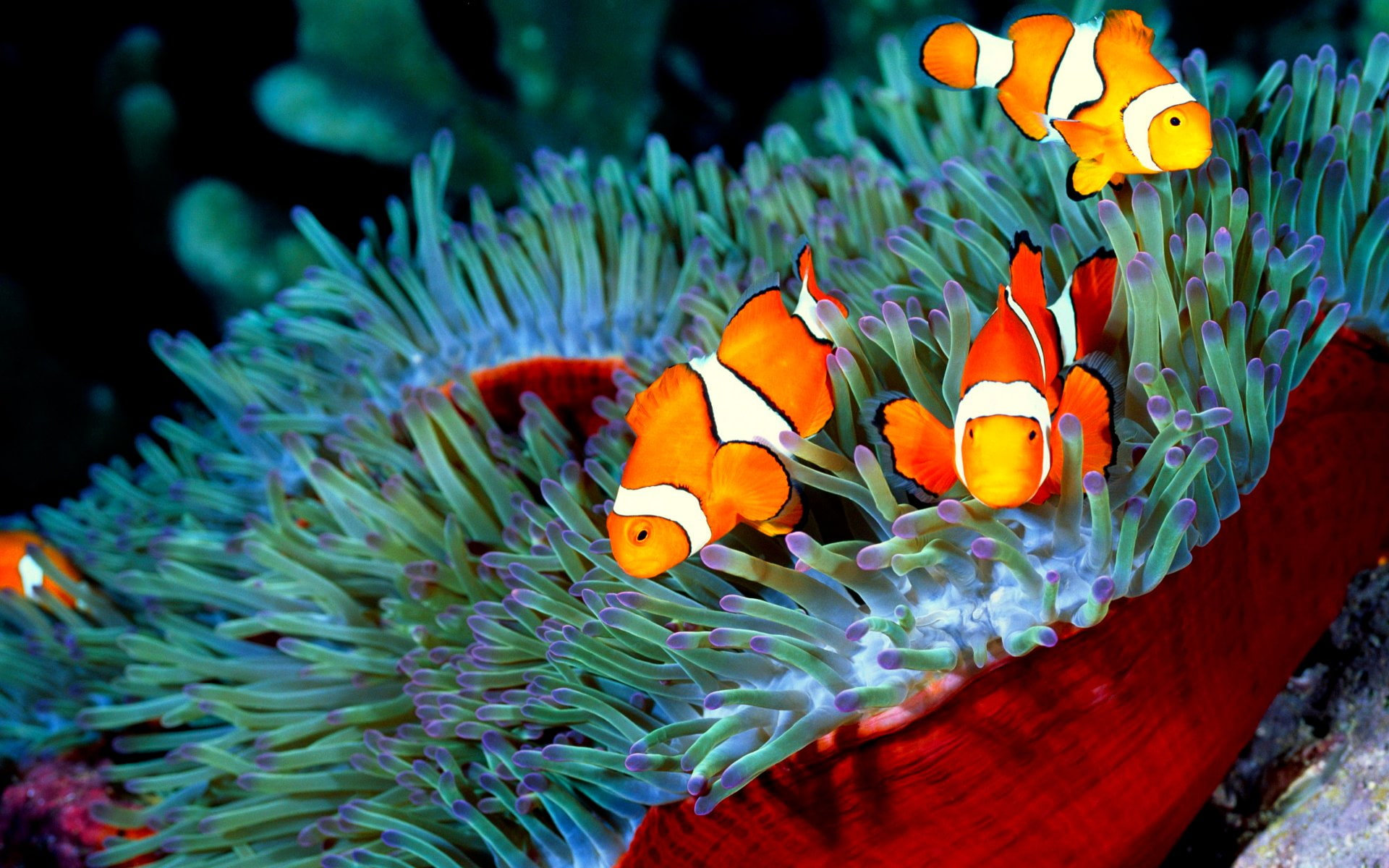 sea life, sea, marine, outdoors, invertebrate, nature, animal, swimming, group of animals, no people, animals in the wild, undersea, underwater, 1080P, HD Wallpaper