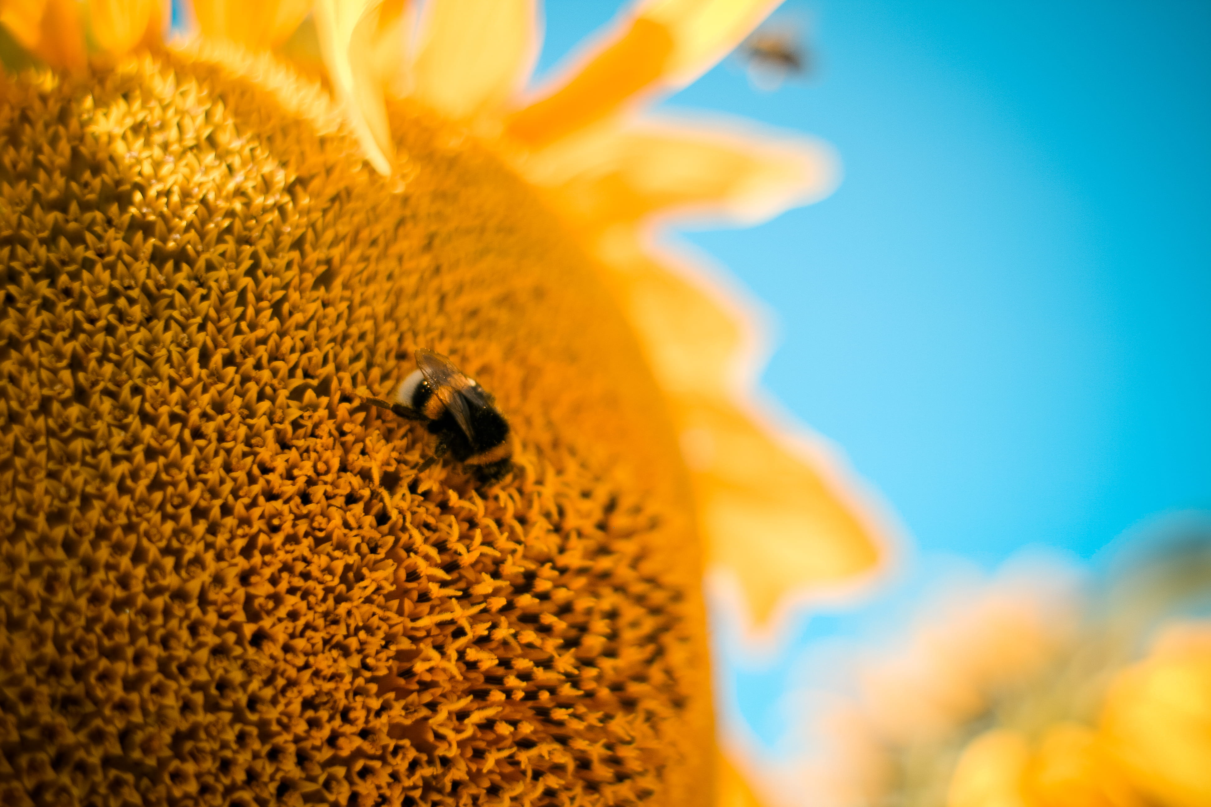 animal themes, freshness, Sunflower, animal wildlife, summer, symbiotic relationship, yellow, fragility, animal, bee, extreme close-up, honey, close up, HD Wallpaper