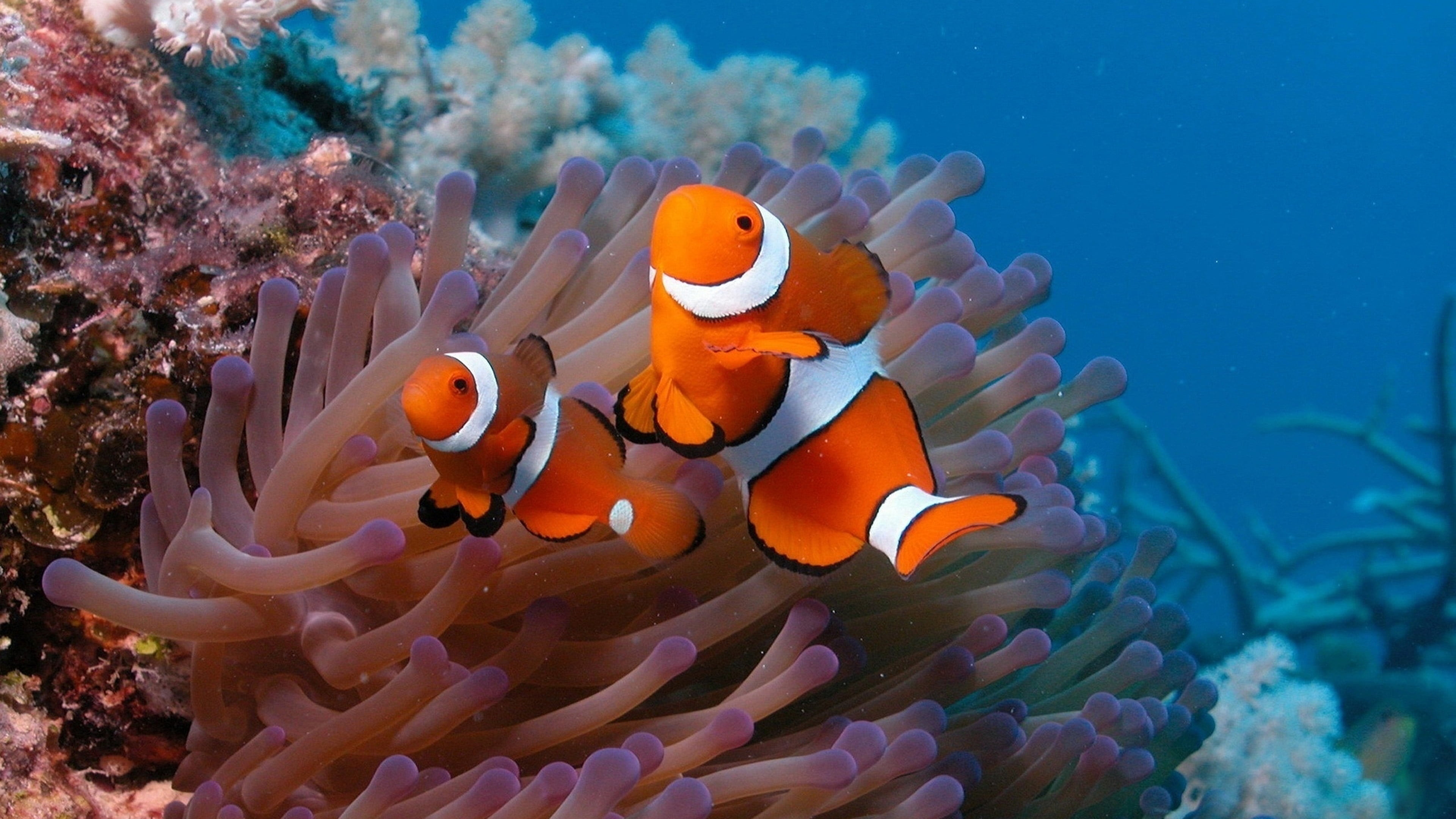 marine, fish, animal themes, anemone, invertebrate, sea, water, symbiotic relationship, undersea, ecosystem, animal wildlife, no people, ocellaris, sea anemone, HD Wallpaper