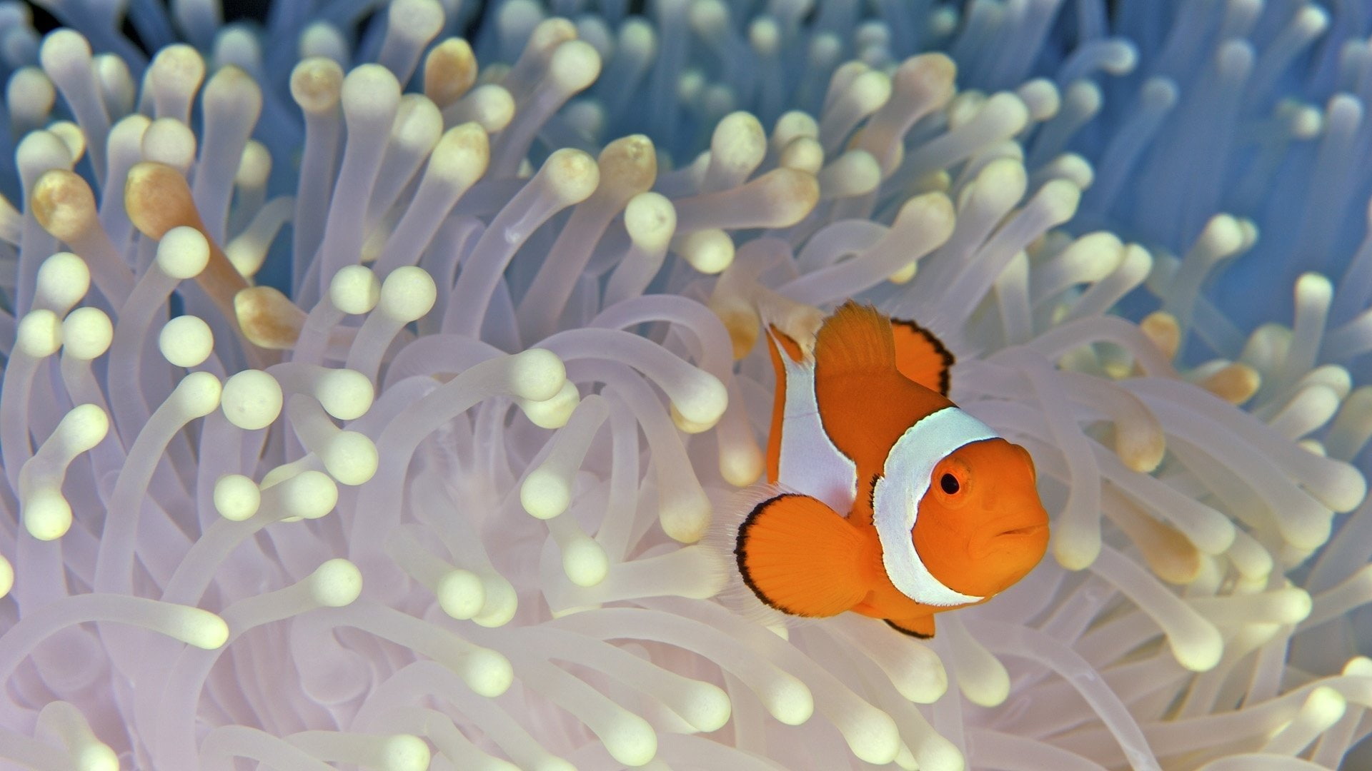 1080P, Pastel, marine, sea life, Clownfish, orange color, sea, undersea, invertebrate, vertebrate, animal, water, animal wildlife, one animal, animals in the wild, HD Wallpaper