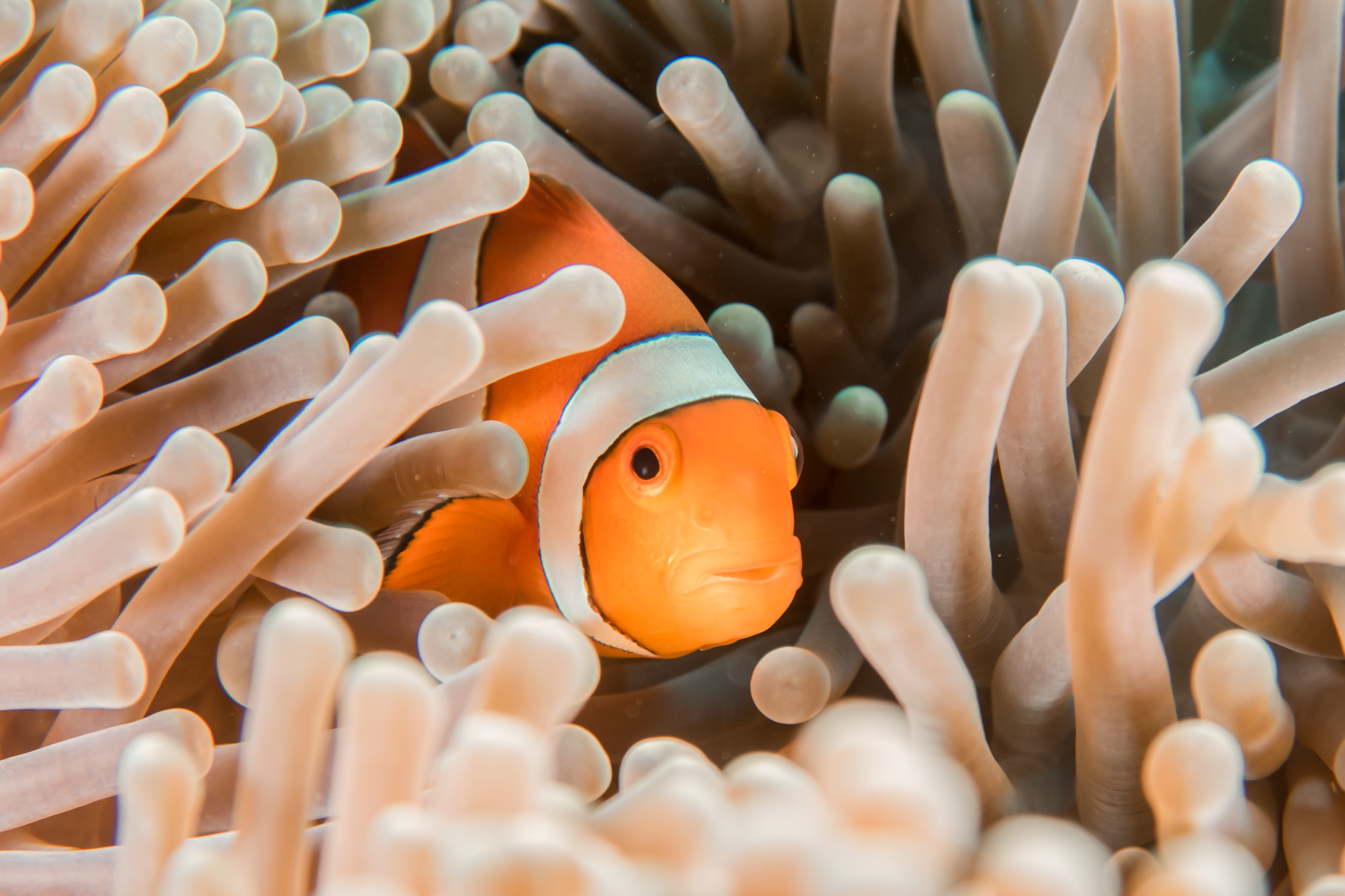 beauty in nature, sea life, orange, outdoors, undersea, vertebrate, coral reef, marine, animals in the wild, animal themes, anemone, sponge animal, ocean, HD Wallpaper