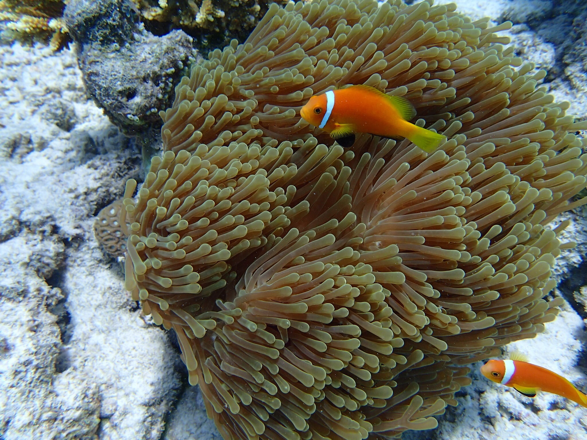 coral, invertebrate, reef, fish, clown fish, nature, anemonefish, anemone, 1080P, orange, anemone fish, beauty in nature, animal wildlife, marine, animal, HD Wallpaper