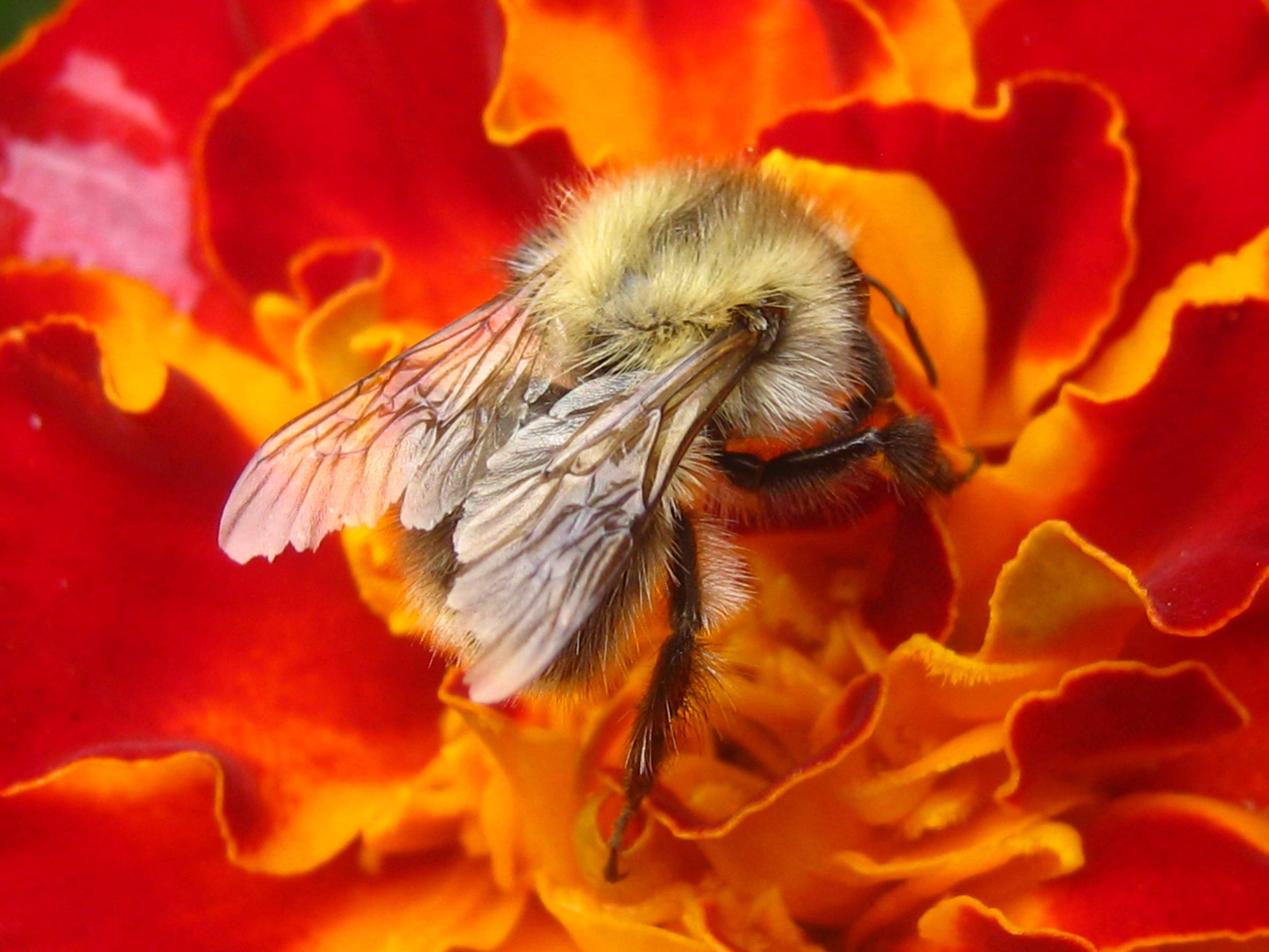 sharpness, full bloom, wild flowers, flower, summer, animal wing, gadfly on a flower, pollen, bees, red flower, beauty in nature, nature, plant, one animal, HD Wallpaper