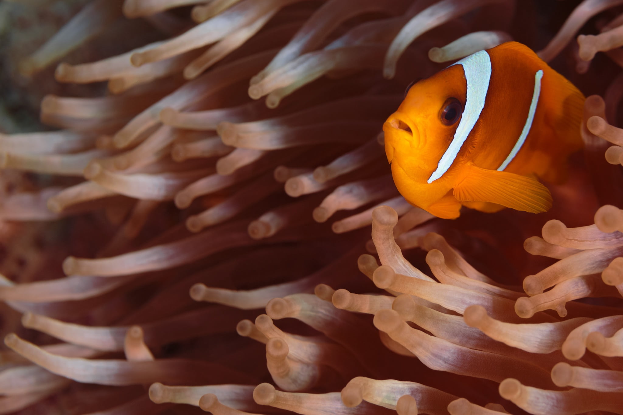 exotic, animal wildlife, orange, animals in the wild, animal themes, undersea, underwater, sea animal, symbiotic relationship, sea, clown, corals, clown fish, HD Wallpaper