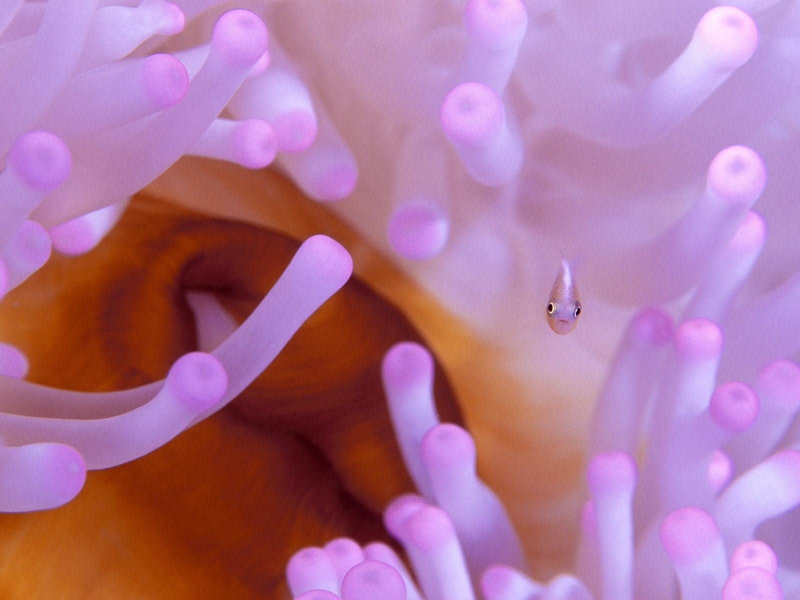 fish, multi Colored, beauty In Nature, sea life, close-up, undersea, coral, abstract, no people, animal, invertebrate, pattern, algae, anemonefish, 720P, HD Wallpaper