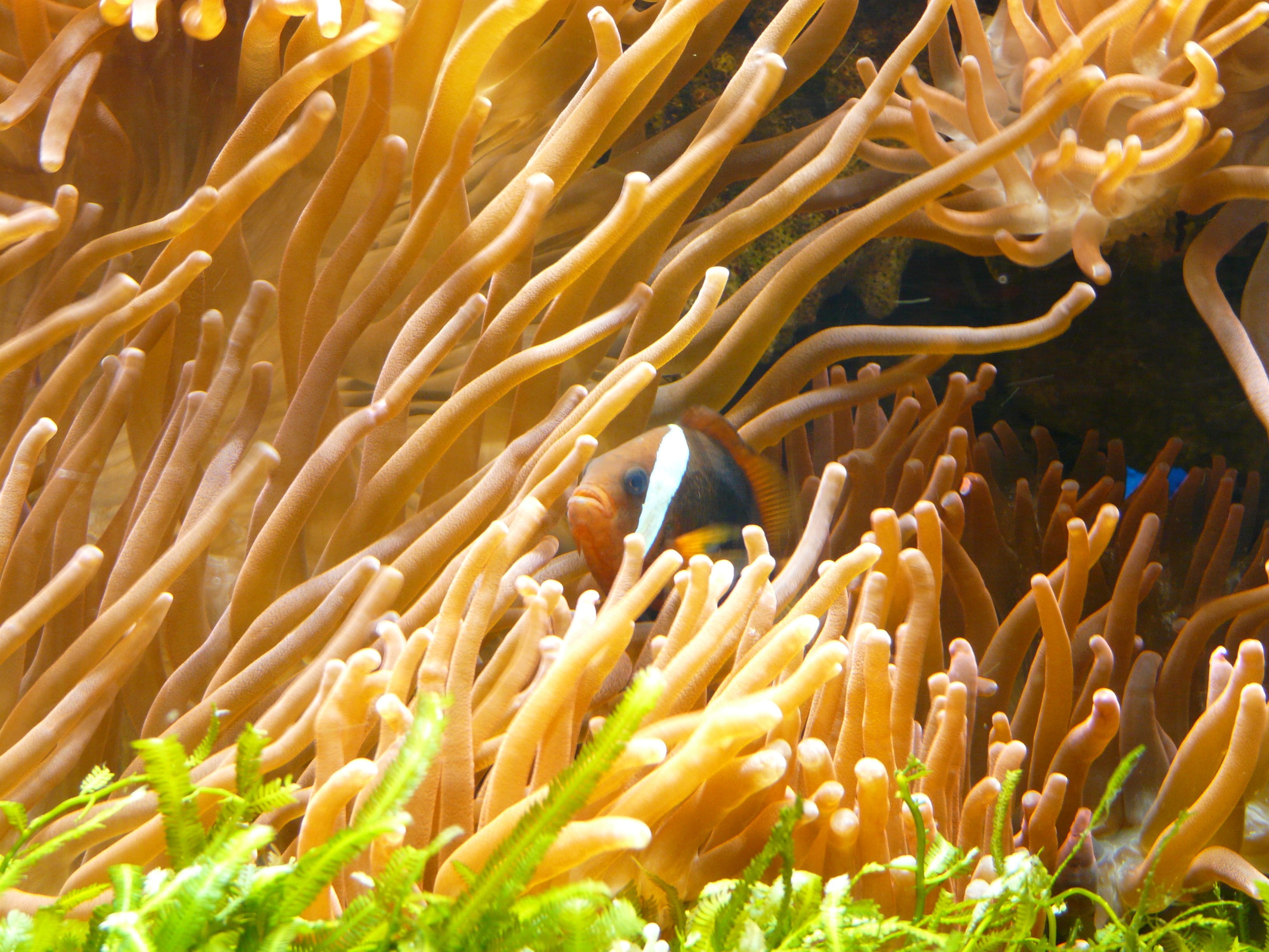 fish, animal, yellow, sea anemones, no people, anthozoa, aktinien, animals in the wild, anemone fish, coral, seenelken, amphiprion percula, clown fish, HD Wallpaper