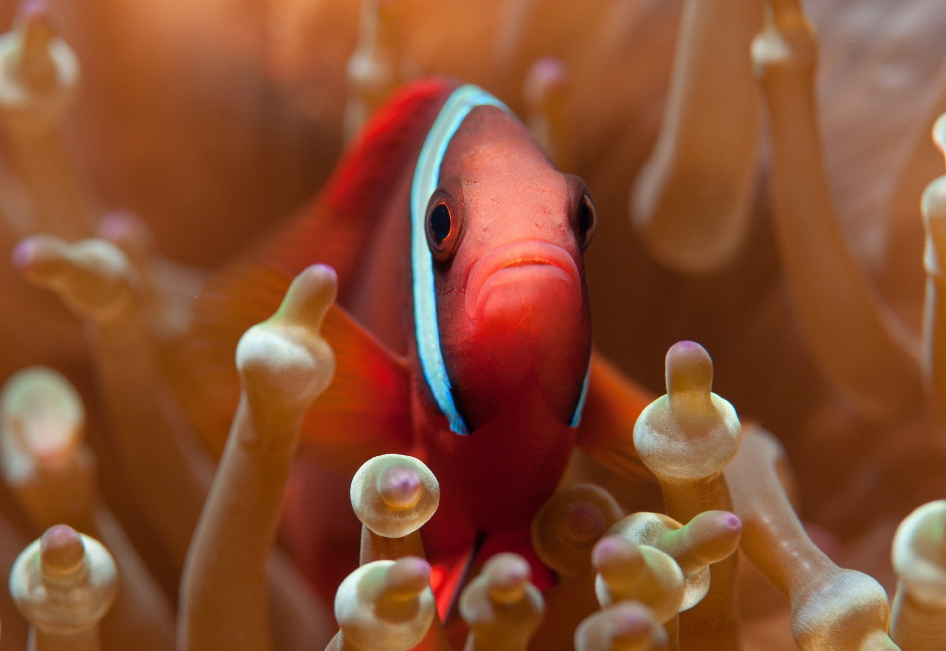 Fish, beauty in nature, animal, animals in the wild, underwater, marine, vertebrate, symbiotic relationship, sea, animal themes, water, no people, invertebrate, HD Wallpaper
