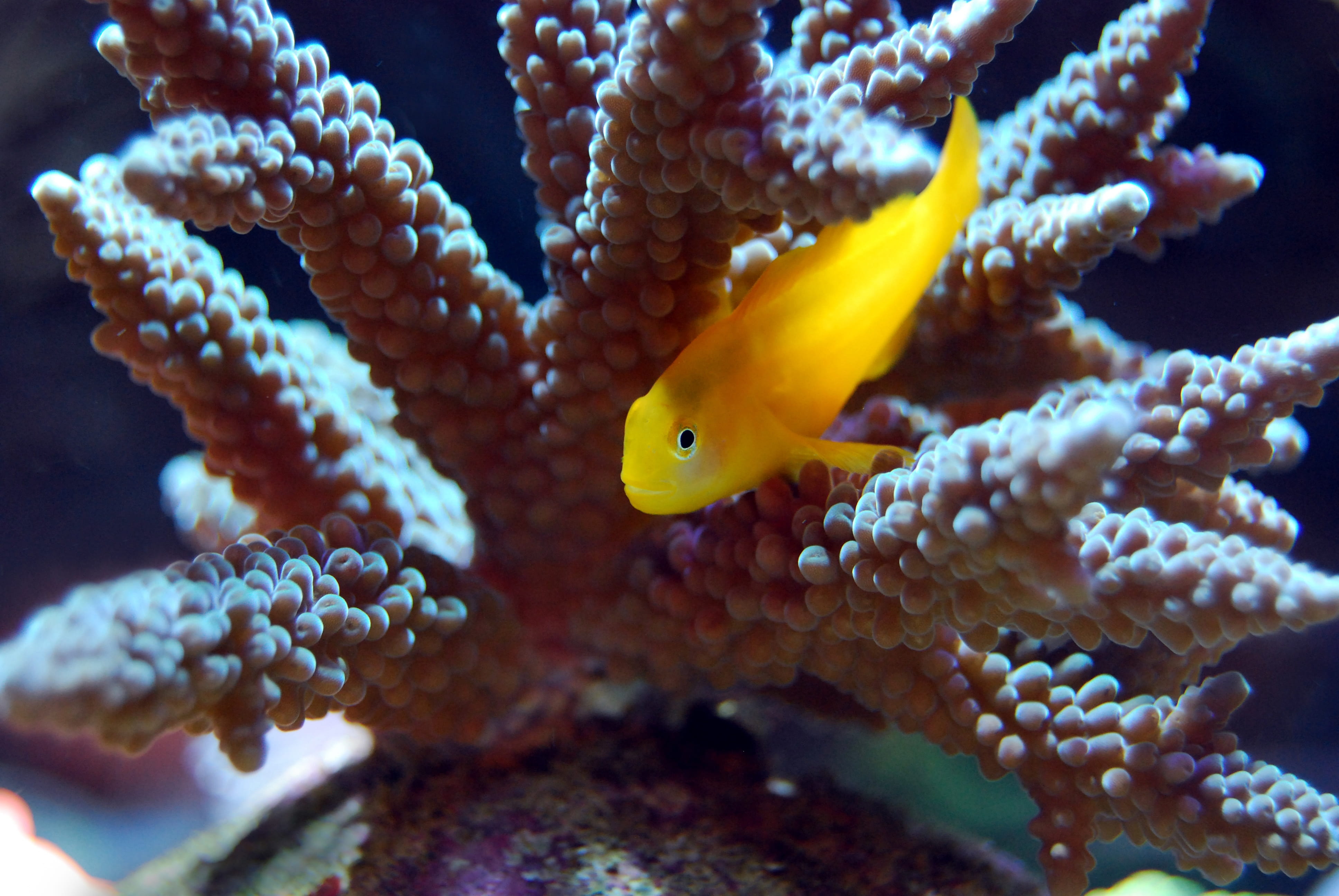 undersea, ocean, animal themes, aqua, animal wildlife, sea, aquarium, animal, no people, underwater, yellow, sea life, marine, invertebrate, fish, close-up, HD Wallpaper