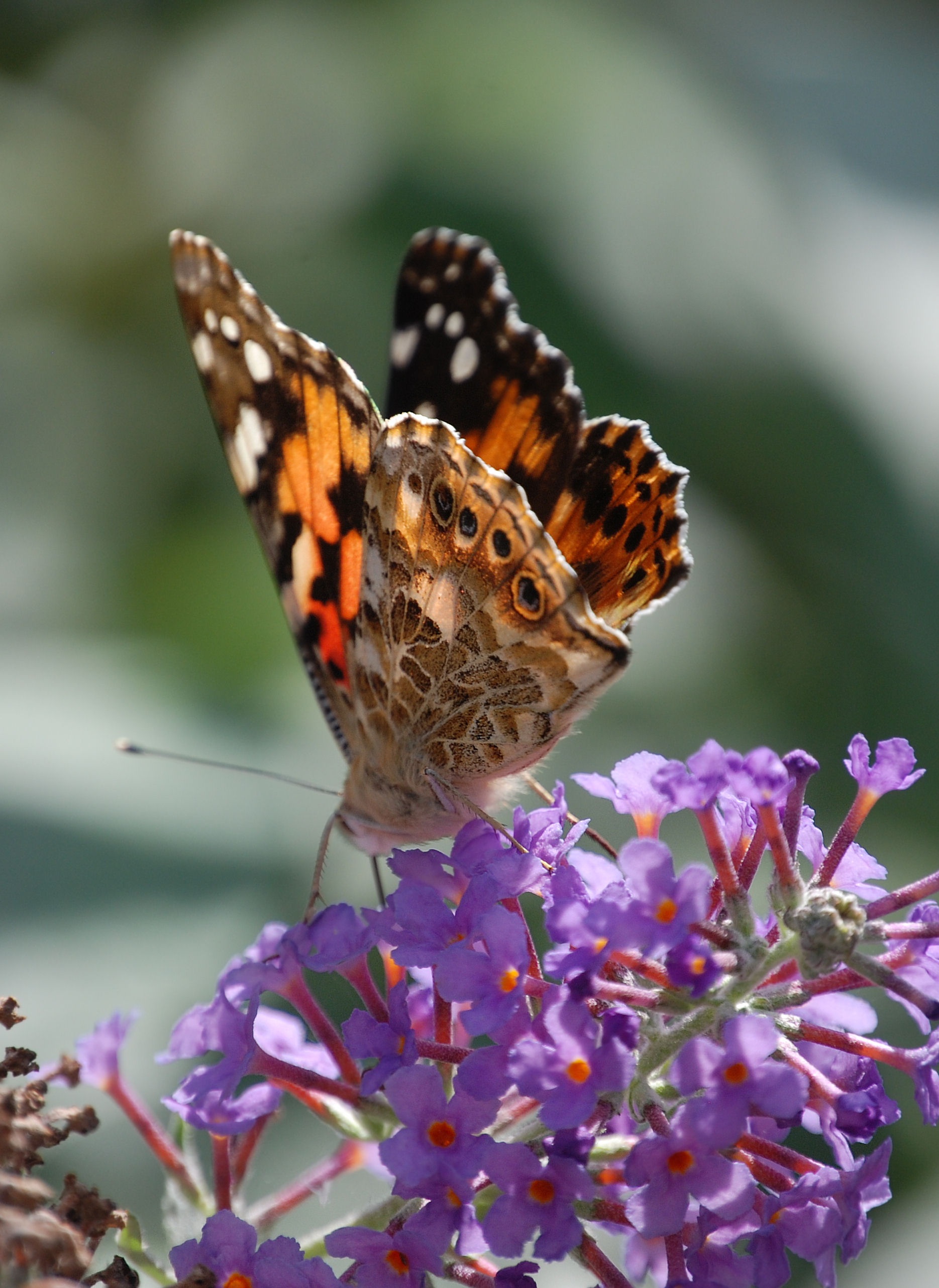 petal, animal wildlife, pollination, painted lady, macro, symbiotic relationship, outdoors, wildlife, purple, vulnerability, butterfly - insect, one animal, Phone HD Wallpaper