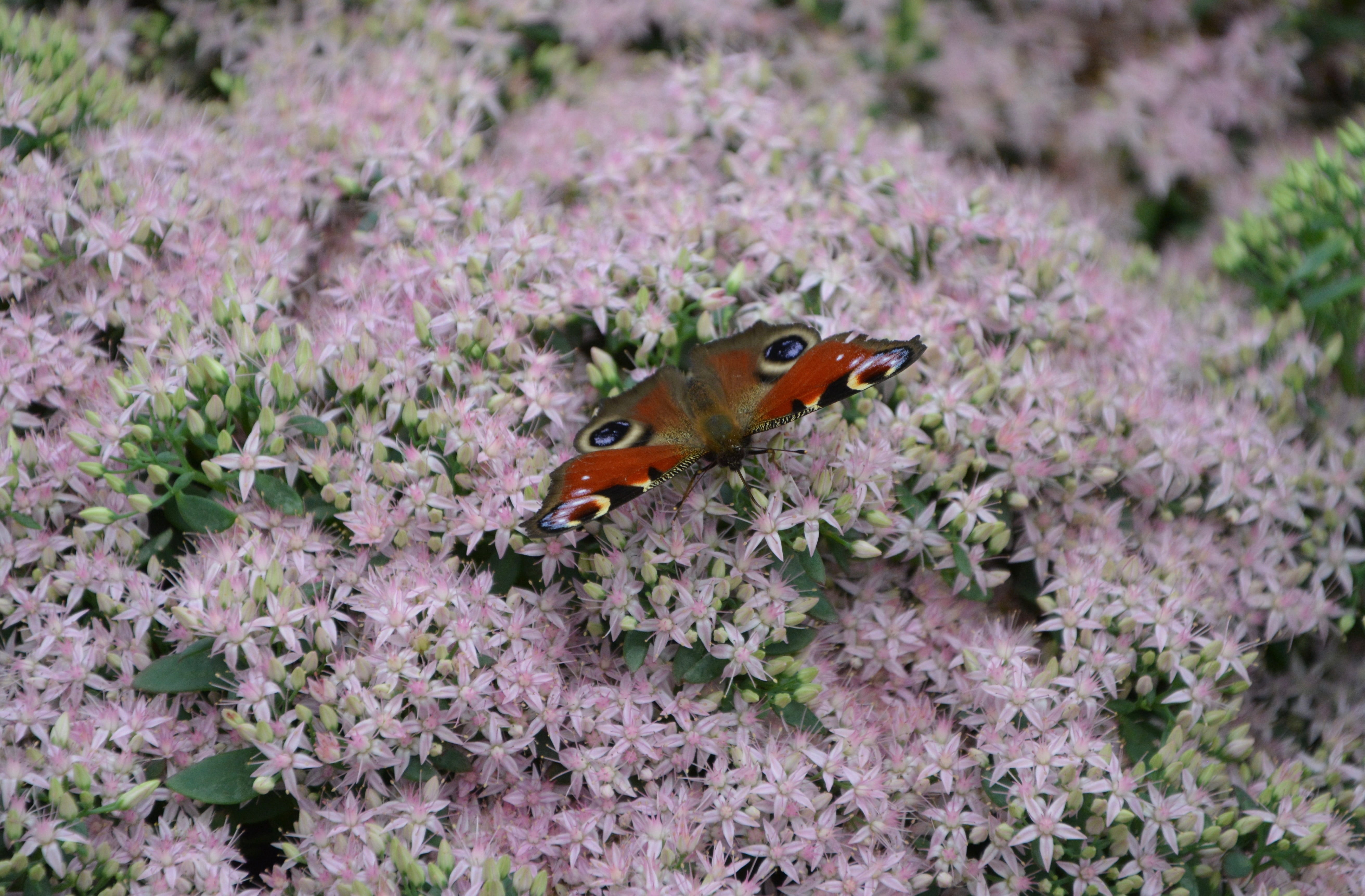 flowers, animals in the wild, pink flowers, invertebrate, growth, animal themes, 5K, garden, no people, wings, nature, springtime, butterfly - insect, HD Wallpaper