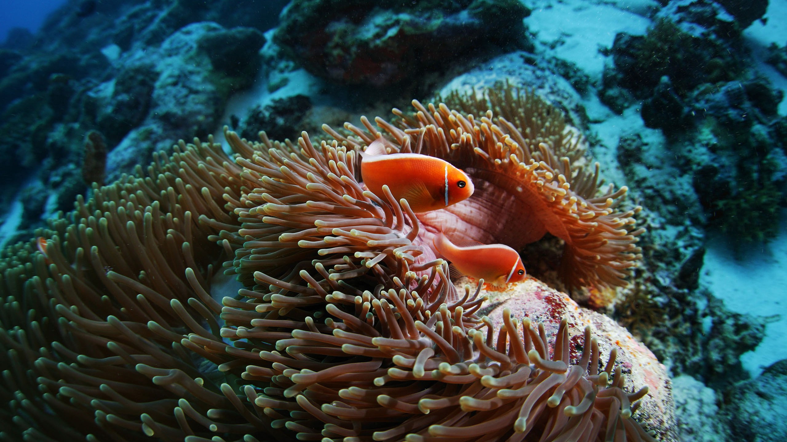 clown fish, ecosystem, Sea Anemones, animal wildlife, beauty in nature, sea, animals, sea anemone, Coral, 2K, nature, Clownfish, underwater, no people, HD Wallpaper