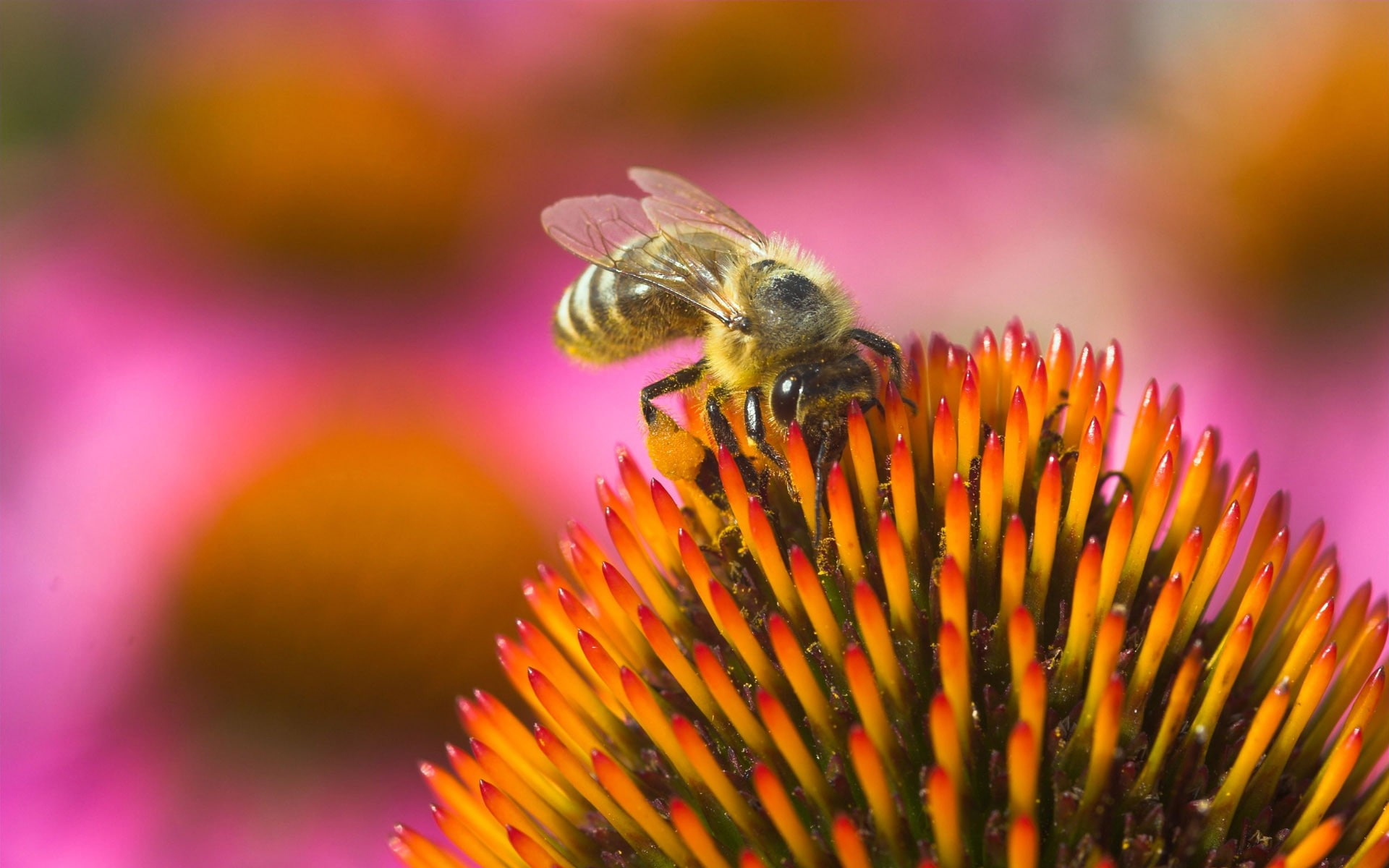 animal, flowering plant, pollen, Bees, bee, vulnerability, 1080P, insect, beauty in nature, pollination, of, purple, plant, outdoors, flower head, honey bee, HD Wallpaper