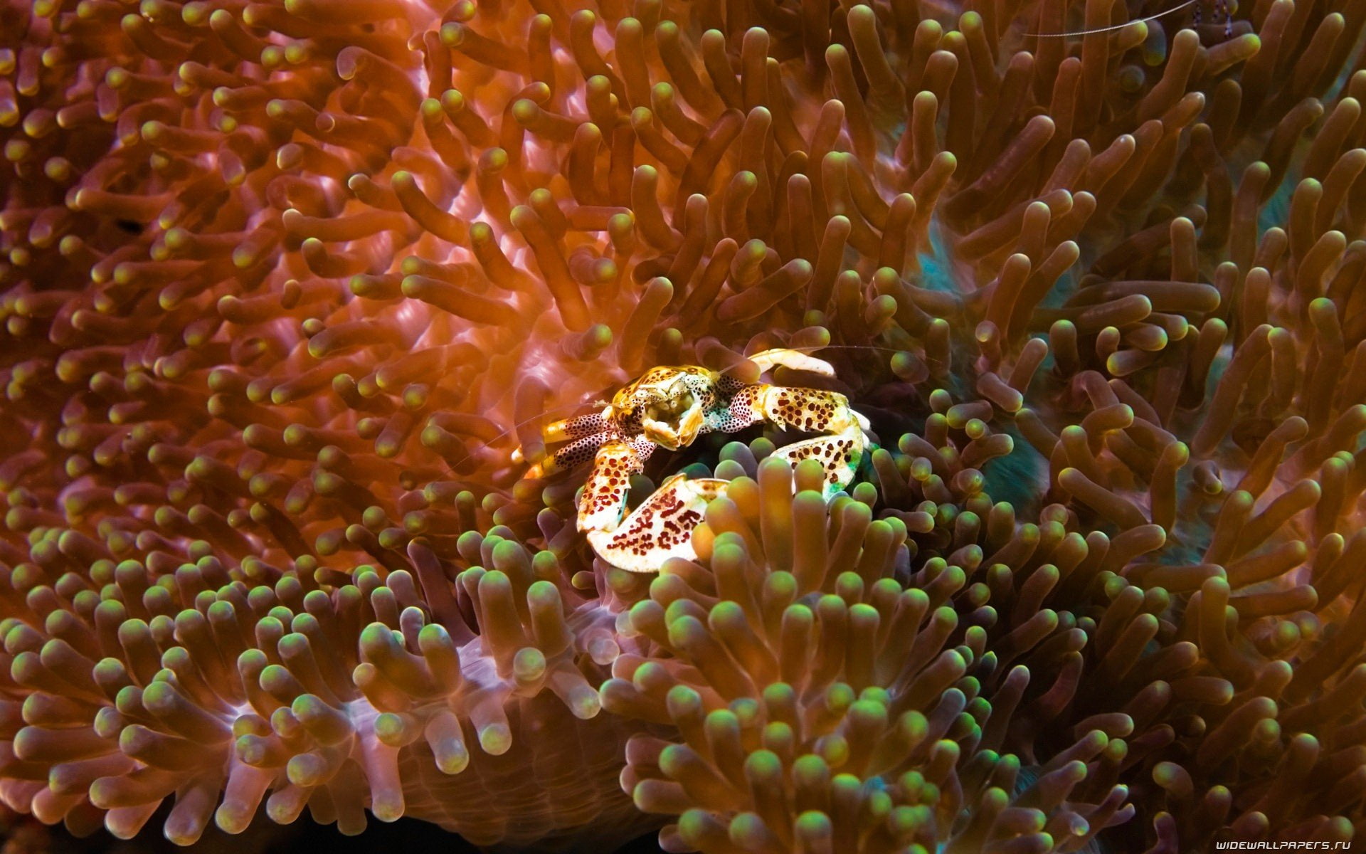 marine, undersea, nature, animal themes, animal, 1080P, close-up, one animal, fish, symbiotic relationship, water, sea, animals in the wild, invertebrate, HD Wallpaper