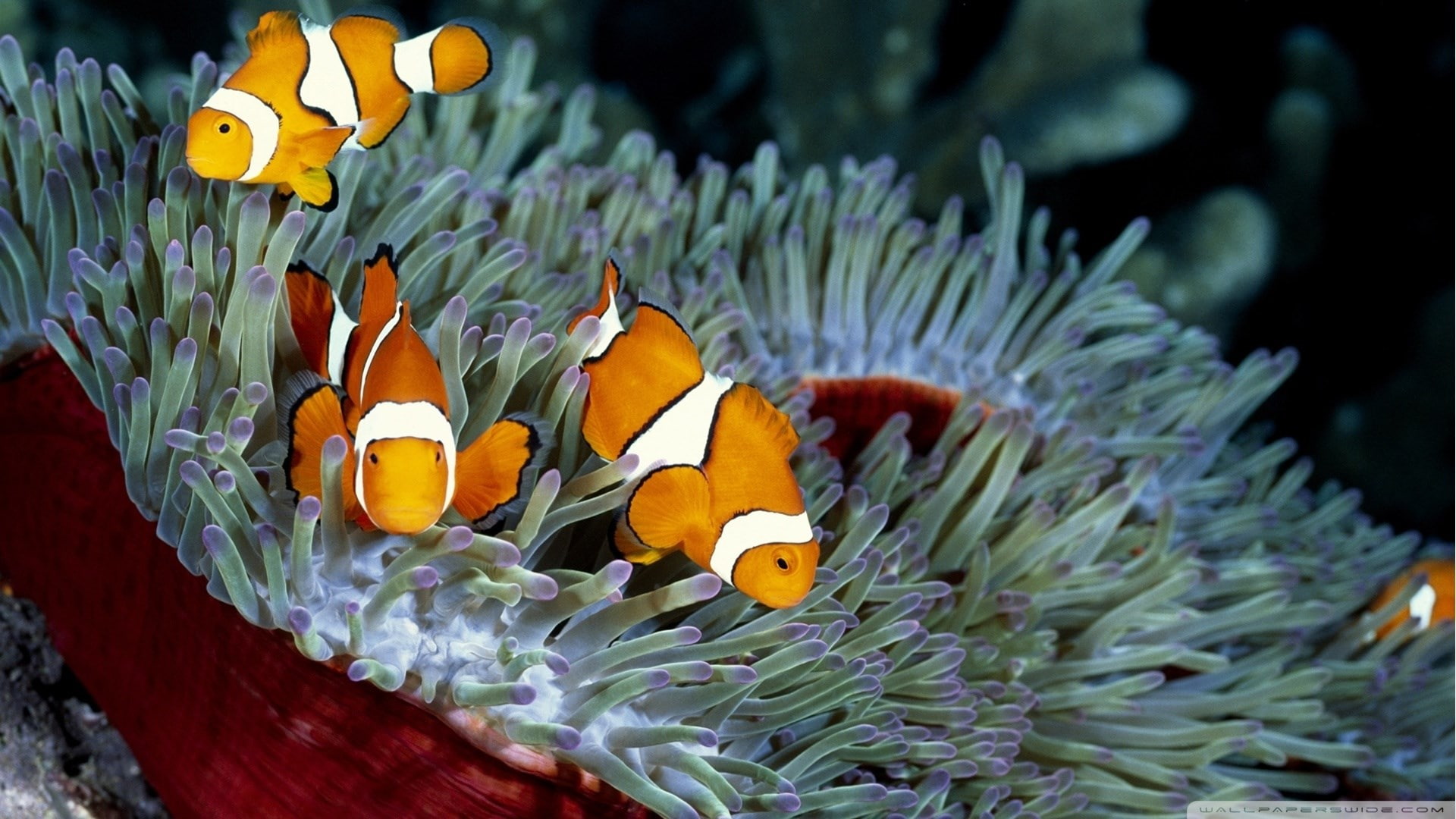 animal wildlife, sea, water, animal, nature, animals in the wild, group of animals, marine, underwater, symbiotic relationship, clown fish, beauty in nature, HD Wallpaper