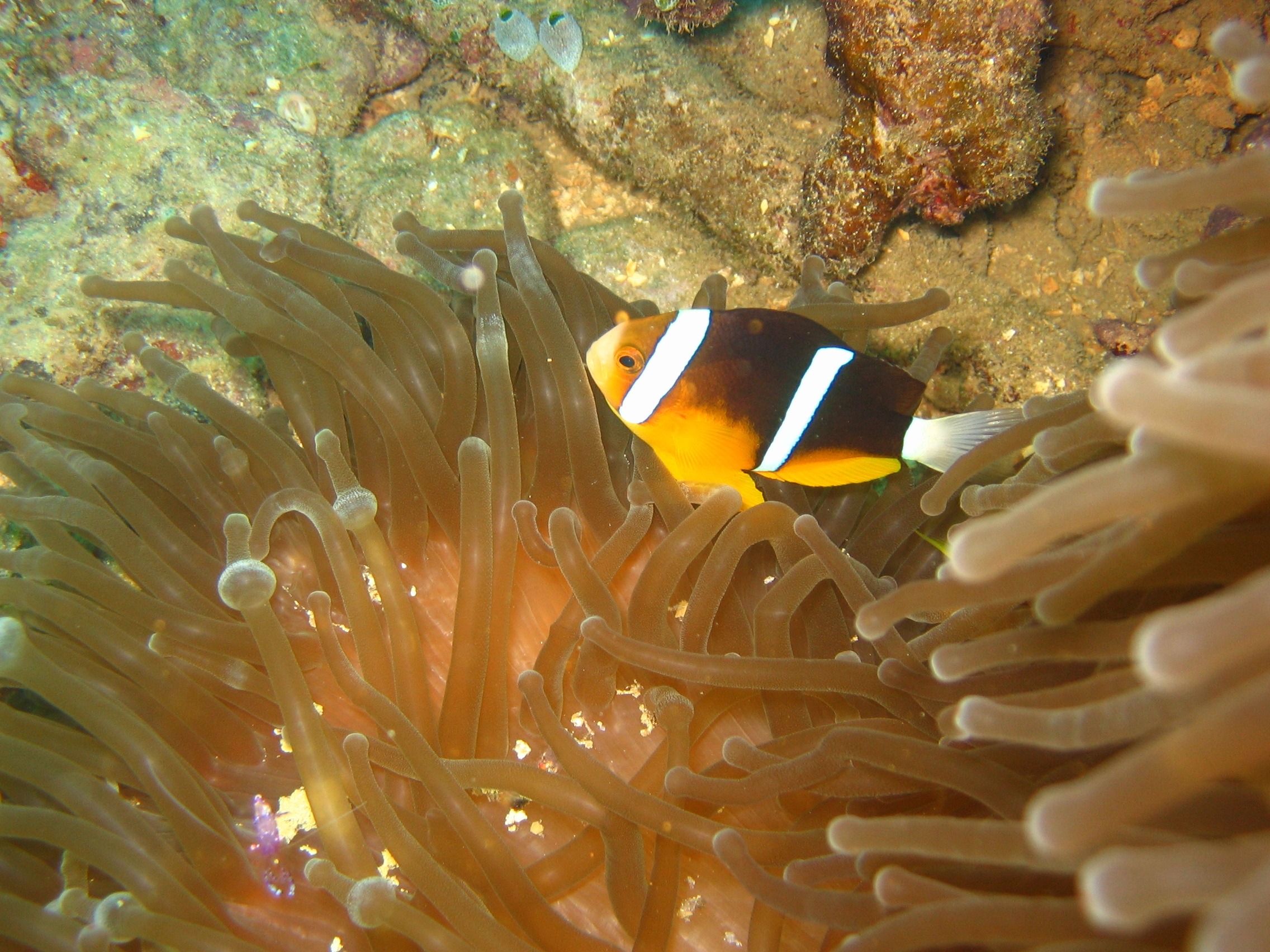 clown fish, underwater, vertebrate, animal, 1080P, invertebrate, sea-life, animal wildlife, animal themes, beautiful, plants, ocean, swimming, anemones, HD Wallpaper