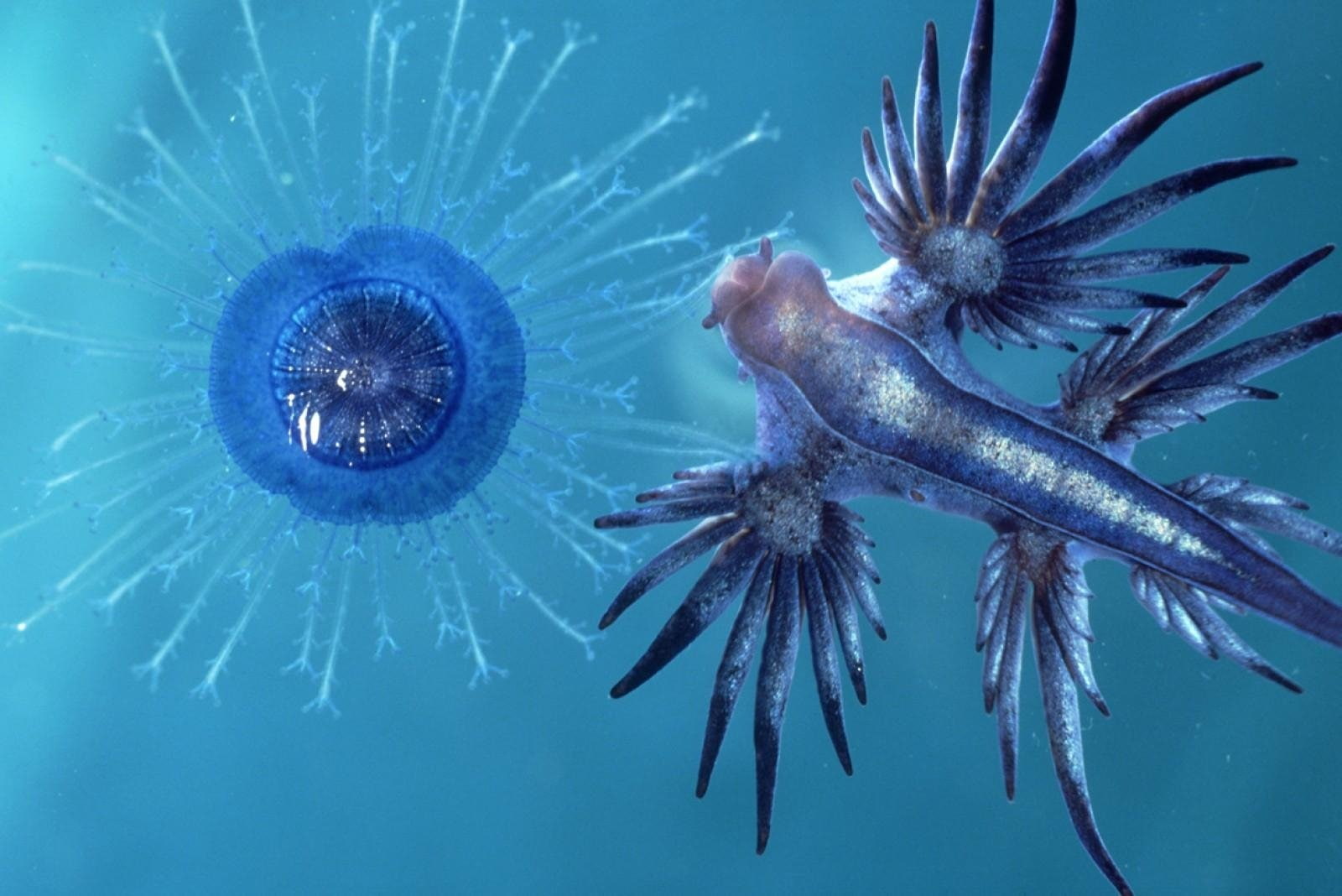 Animal, Glaucus atlanticus, 720P, Nudibranch, Sea Slug, HD Wallpaper