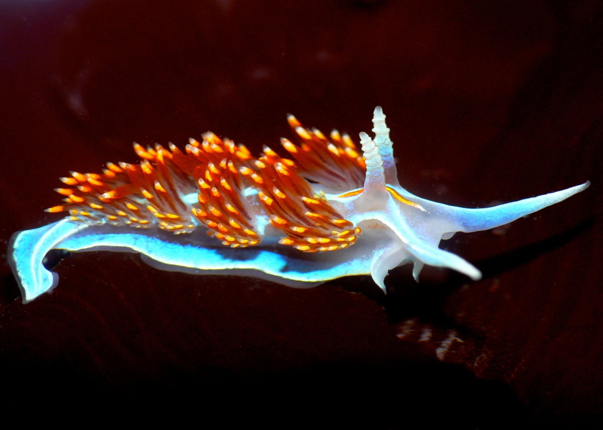 Sea Slug, Nudibranch, 1080P, Animal, HD Wallpaper