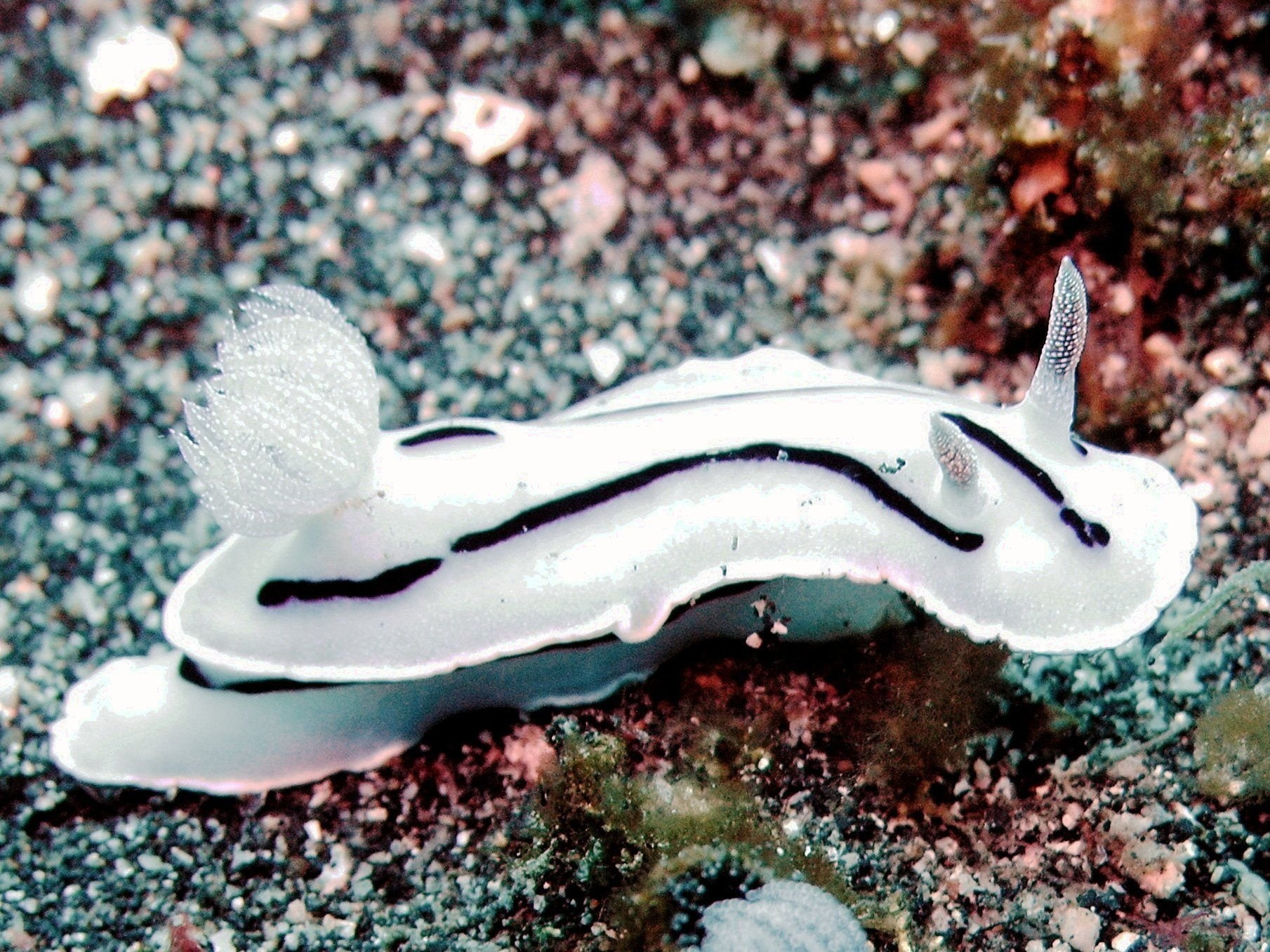 Nudibranch, Sea Slug, Animal, 720P, HD Wallpaper