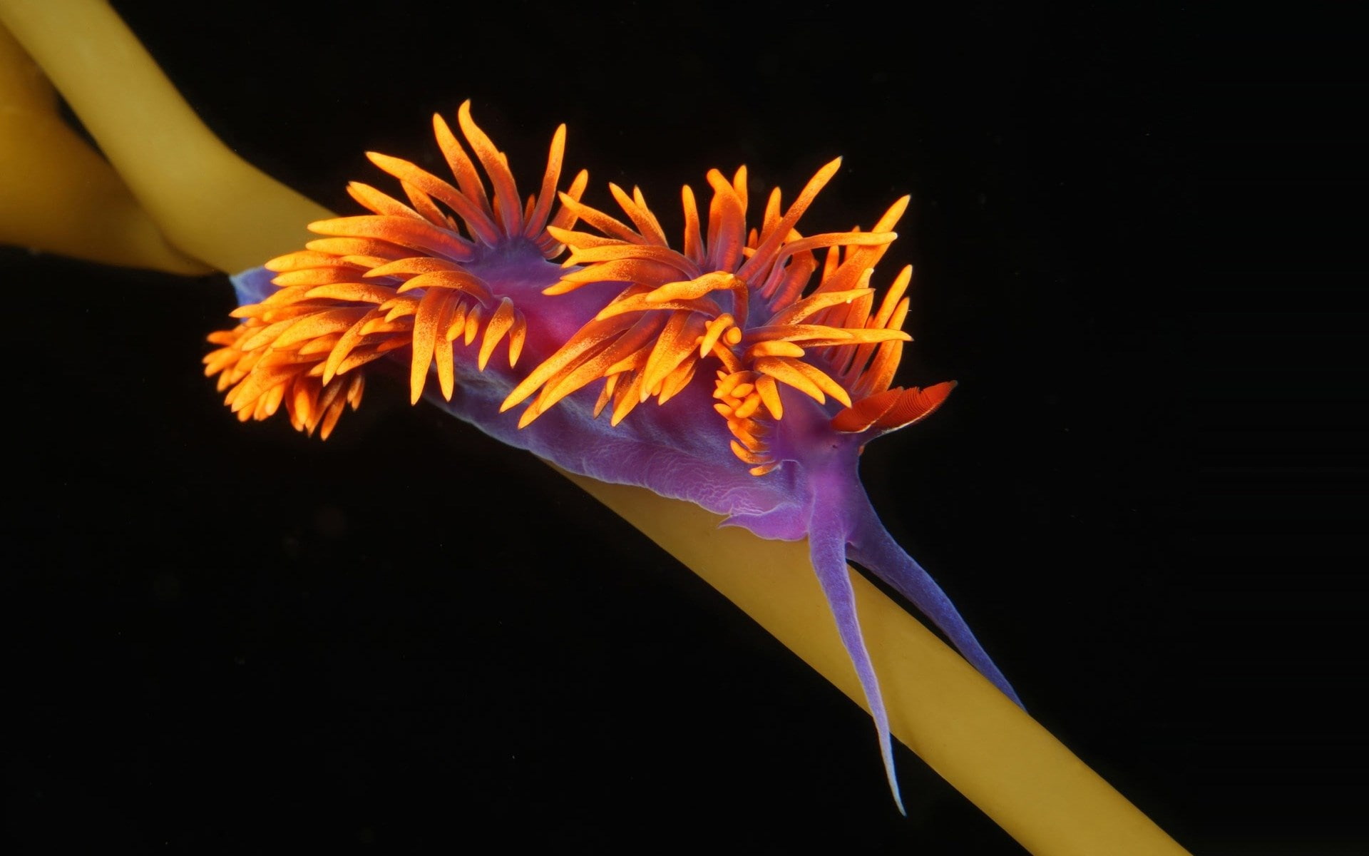 petal, 1080P, flower head, black background, freshness, vulnerability, fragility, nature, no people, sea slug, yellow, close-up, flowering plant, studio shot, HD Wallpaper