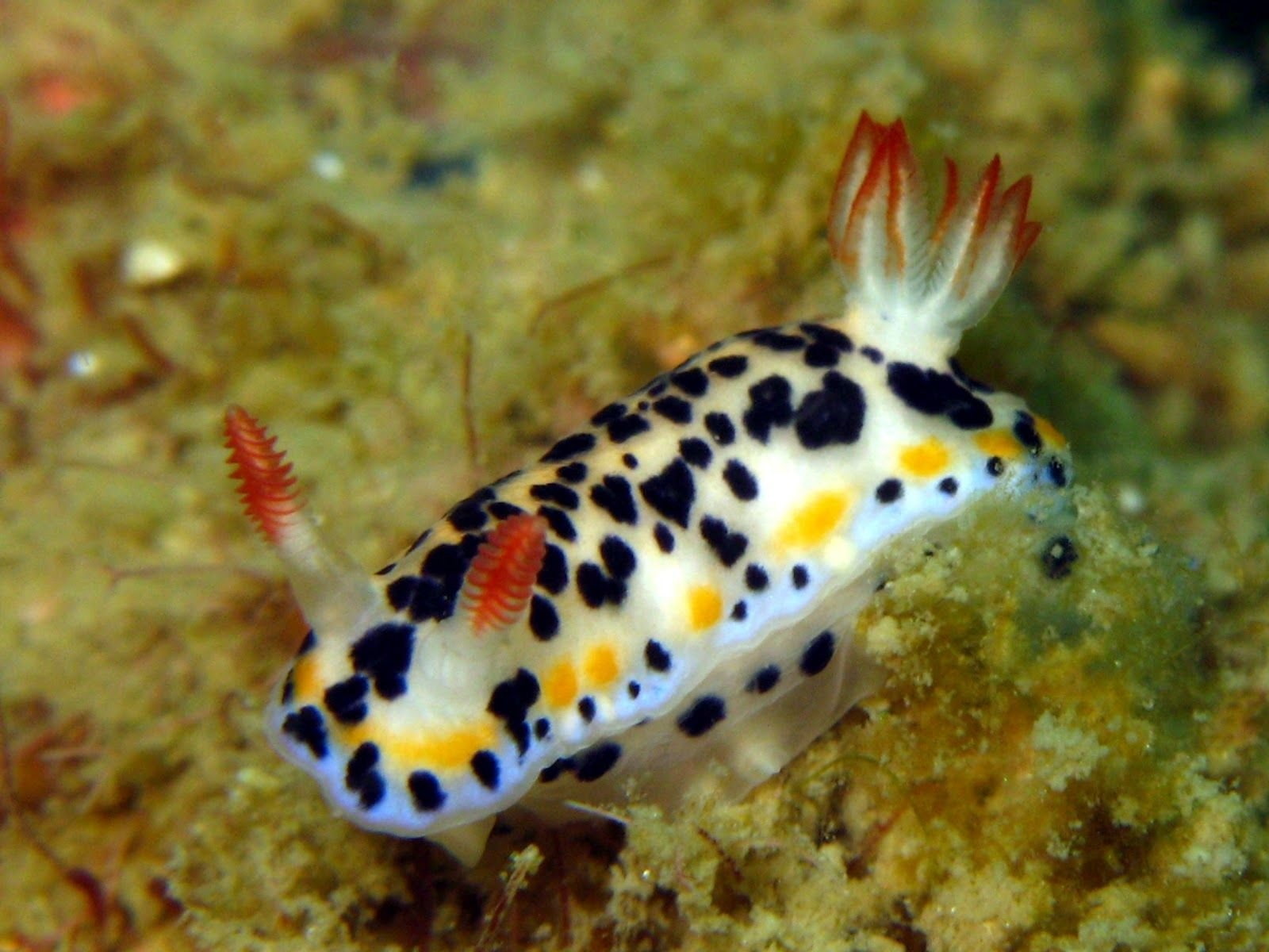 Sea Slug, Nudibranch, Animal, 720P, HD Wallpaper