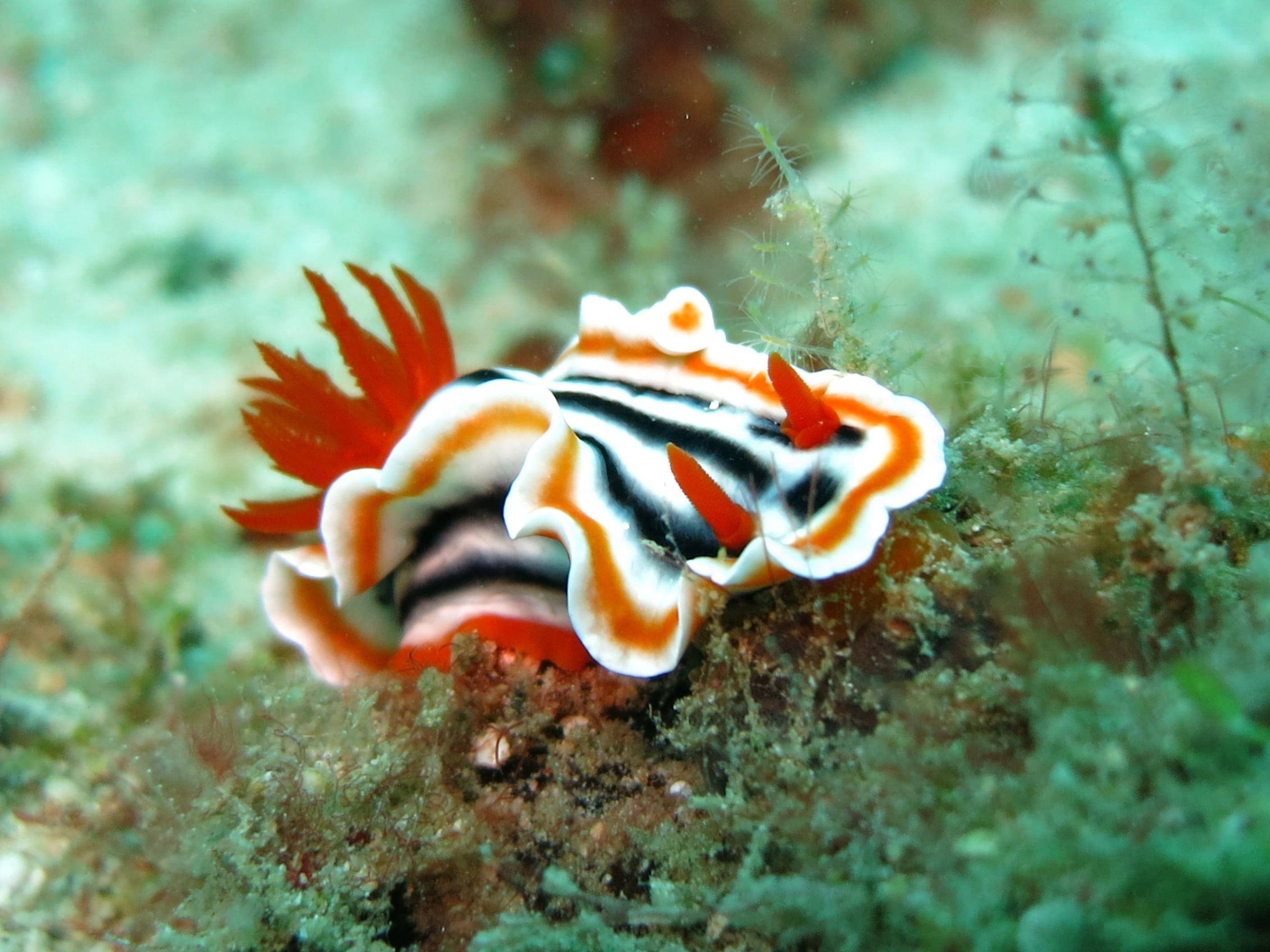 invertebrate, chromodoris, sea, philippines, outdoors, ocean, fish, marine, no people, animal themes, tropical, colorful, life, animal, snail, scuba, black, HD Wallpaper