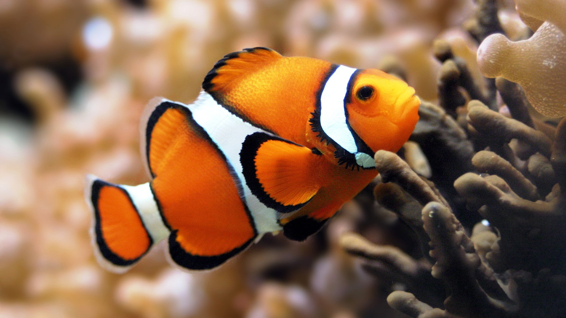 clownfish, multi colored, beauty in nature, animal wildlife, animal themes, nature, vertebrate, marine, fish, coral, 1080P, no people, swimming, focus on foreground, HD Wallpaper