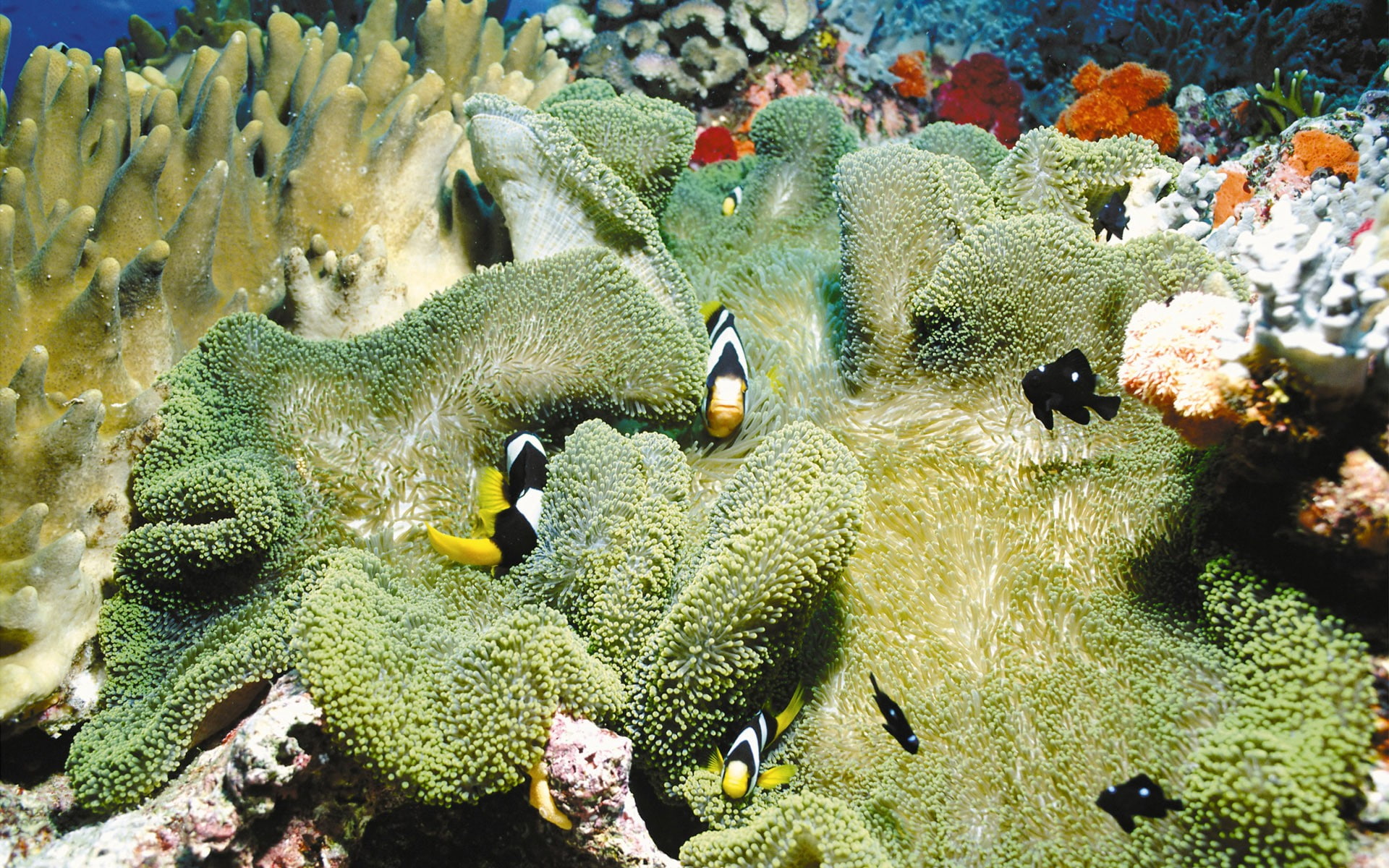 group of animals, beauty in nature, no people, sea anemones, animal wildlife, undersea, animals in the wild, animal, vertebrate, clownfish, sea life, invertebrate, HD Wallpaper