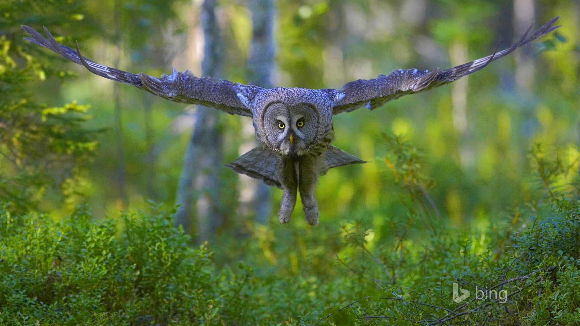 animal, birds, outdoors, day, animal body part, flying, no people, looking at camera, bird of prey, animal themes, animal wildlife, animals in the wild, HD Wallpaper
