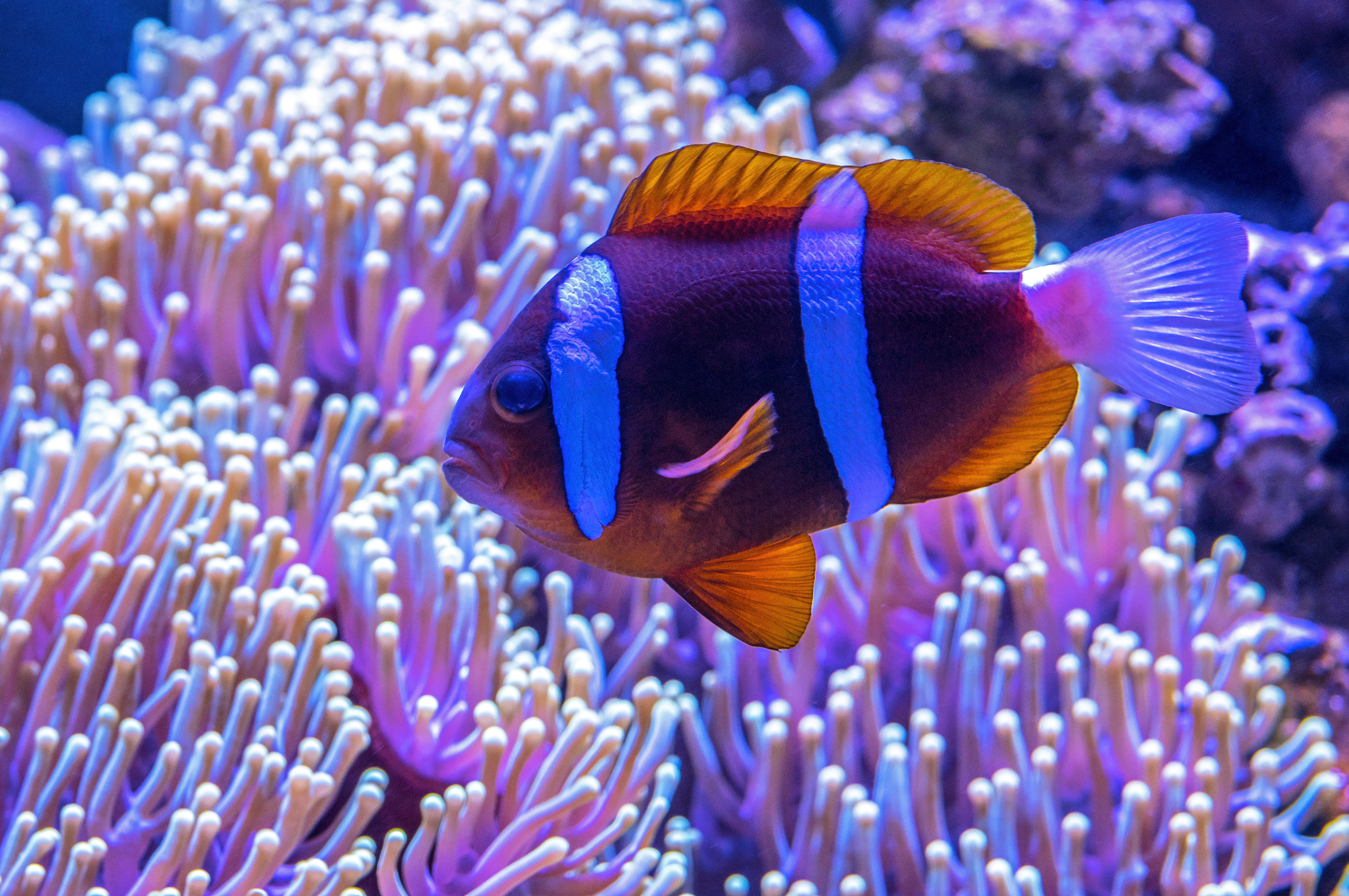 anemone, backgrounds, near, nature, brown, fish, underwater, multi Colored, scuba Diving, animal, tropical Fish, blue, sea Life, sea, water, tropical Climate, HD Wallpaper