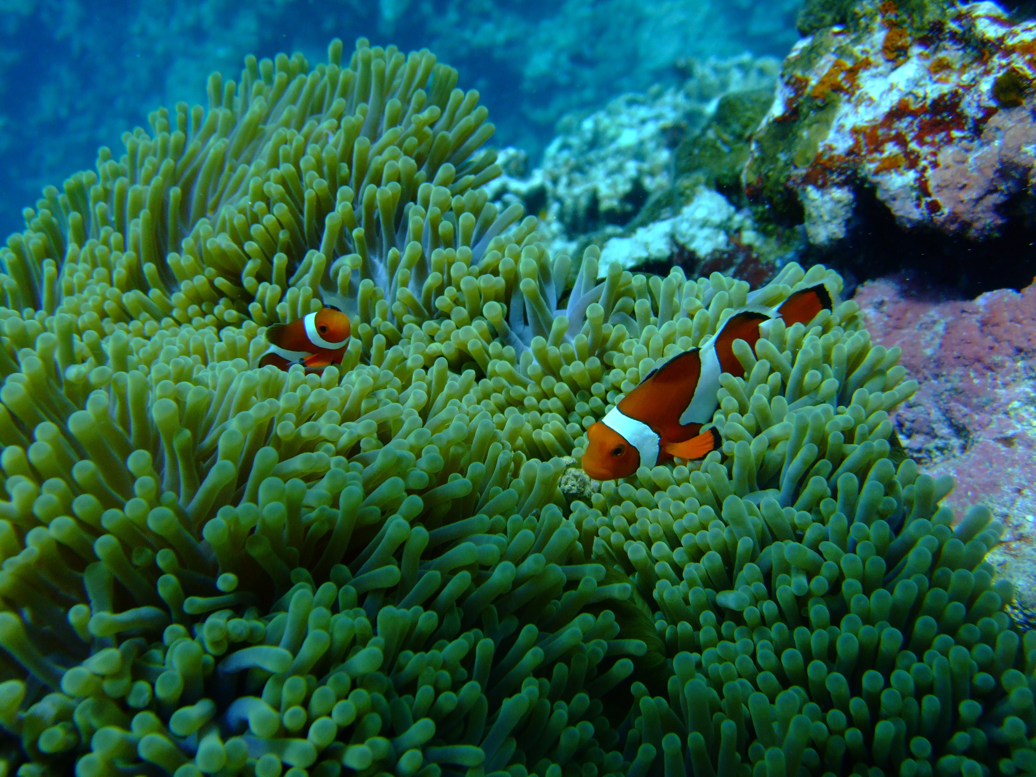 water, diving, fish, skunk Anemone Fish, swimming, ecosystem, turquoise colored, sea life, clown, no people, wildlife, vertebrate, blue, animal themes, HD Wallpaper