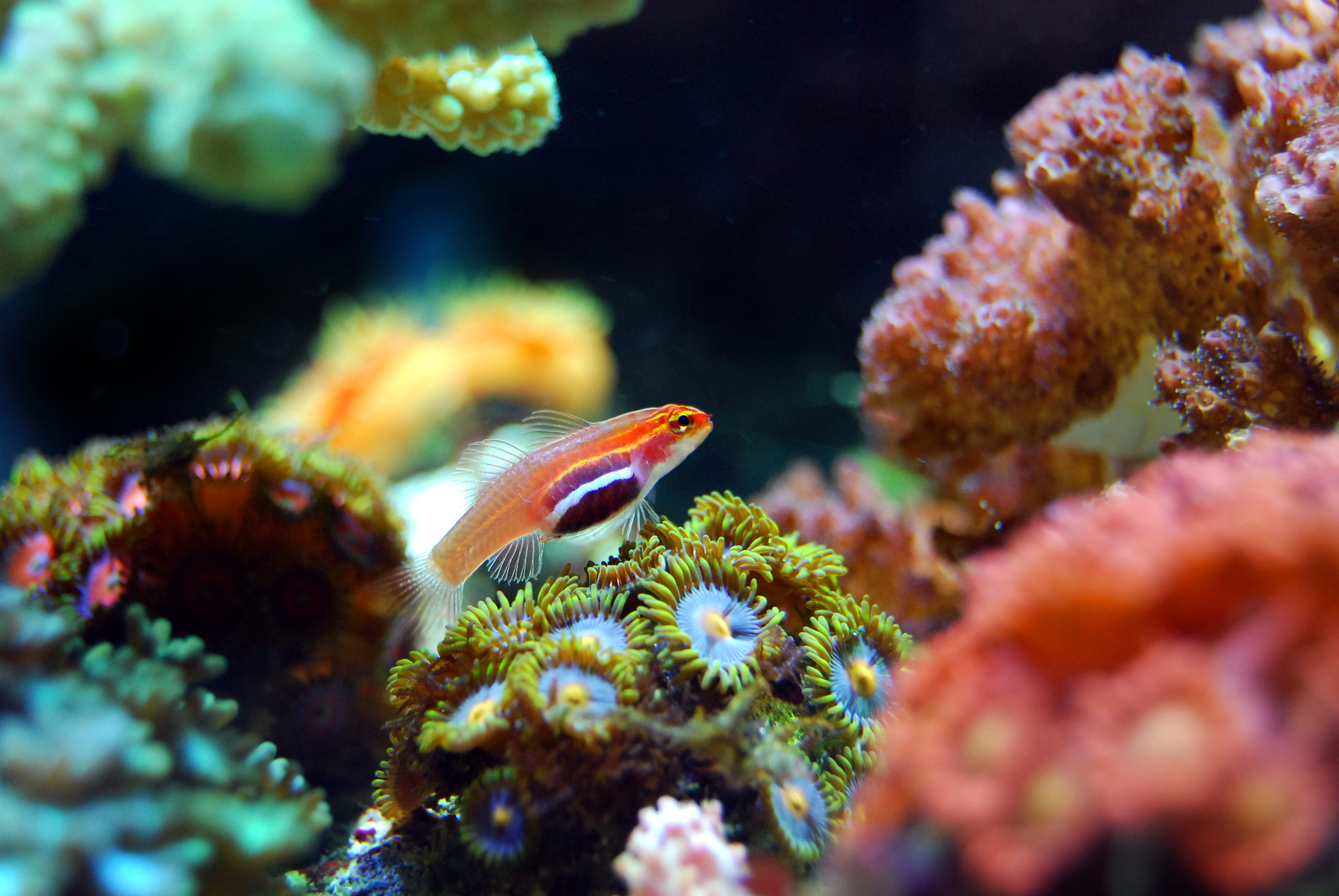 small, aquarium, vertebrate, animal, aquatic, orange, sea, 4K, nature, colorful, no people, wild, beauty in nature, marine, animals in the wild, one animal, HD Wallpaper
