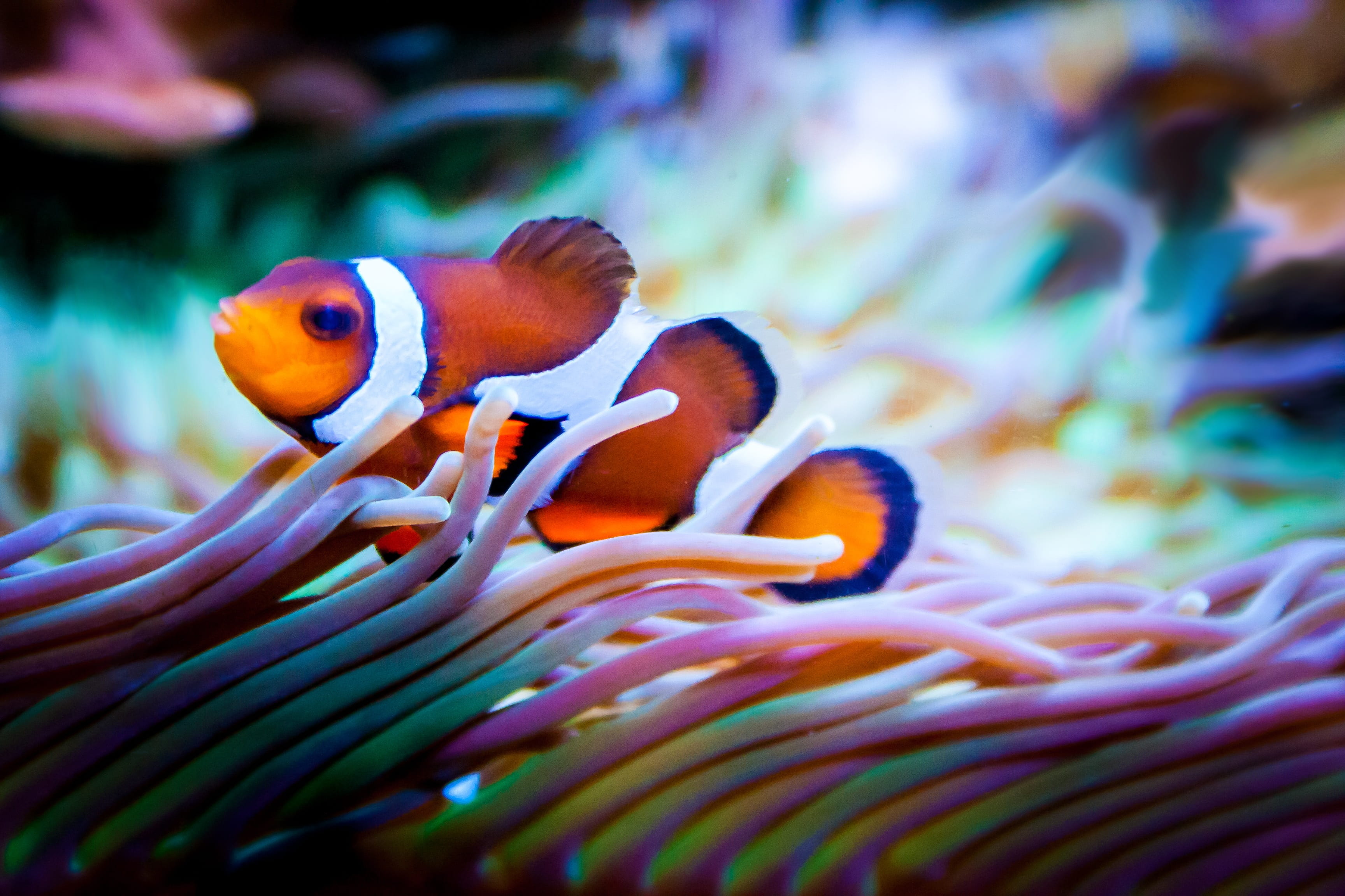 coral, 2K, clown fish, scale, swimming, marine, small, focus, water, fish, invertebrate, exotic, animals in the wild, no people, beauty in nature, underwater world, HD Wallpaper