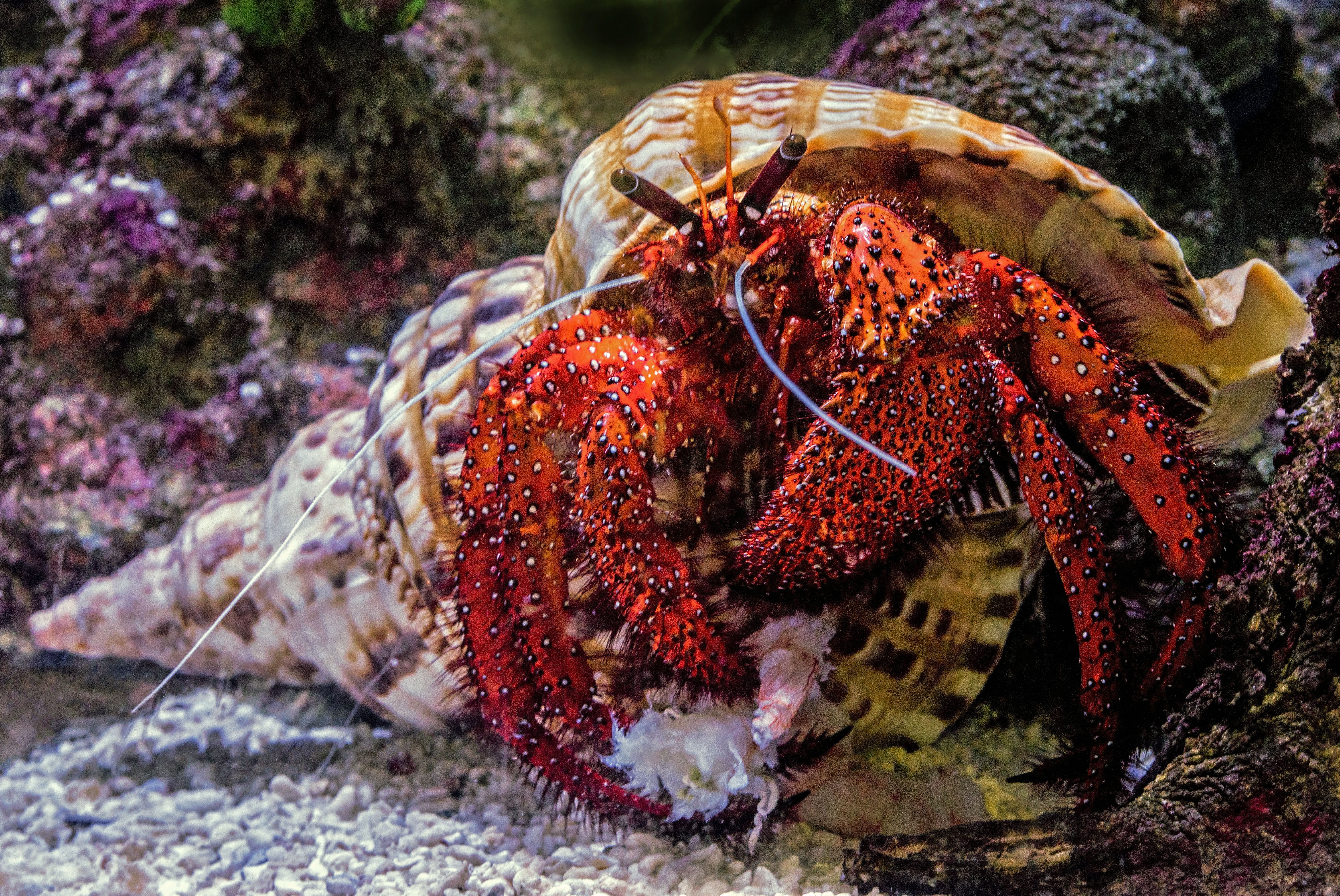 marine, brown, david clode, focus, orange, triton shell, invertebrate, crab, coral, animal, hermit crab, 5K, sea life, no people, sea, photography, animal themes, HD Wallpaper