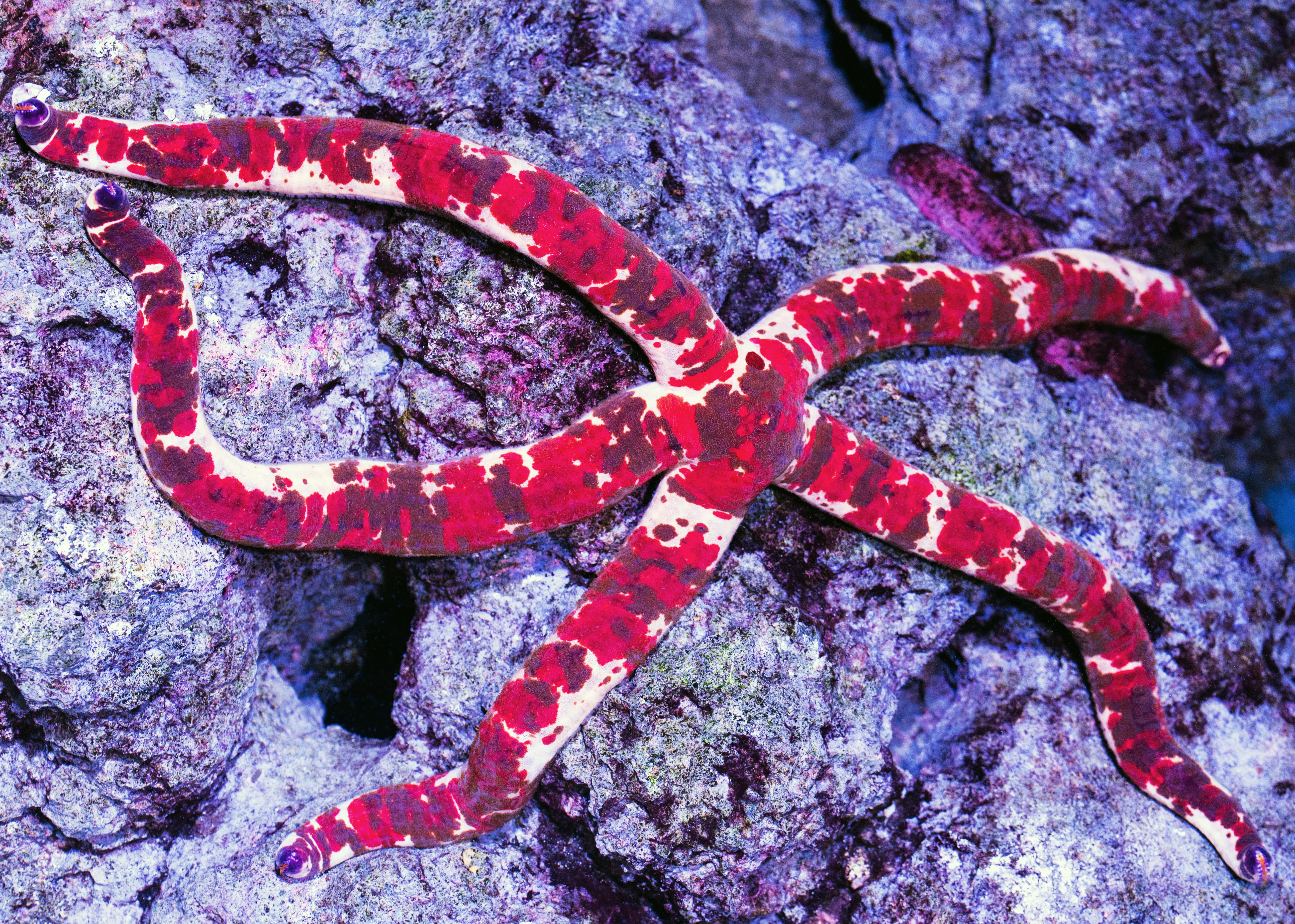 invertebrate, rock - object, rose-blotch seastar, cairns aquarium, day, animal themes, australia, outdoors, underwater, metal, red, aquarium, colourful, HD Wallpaper