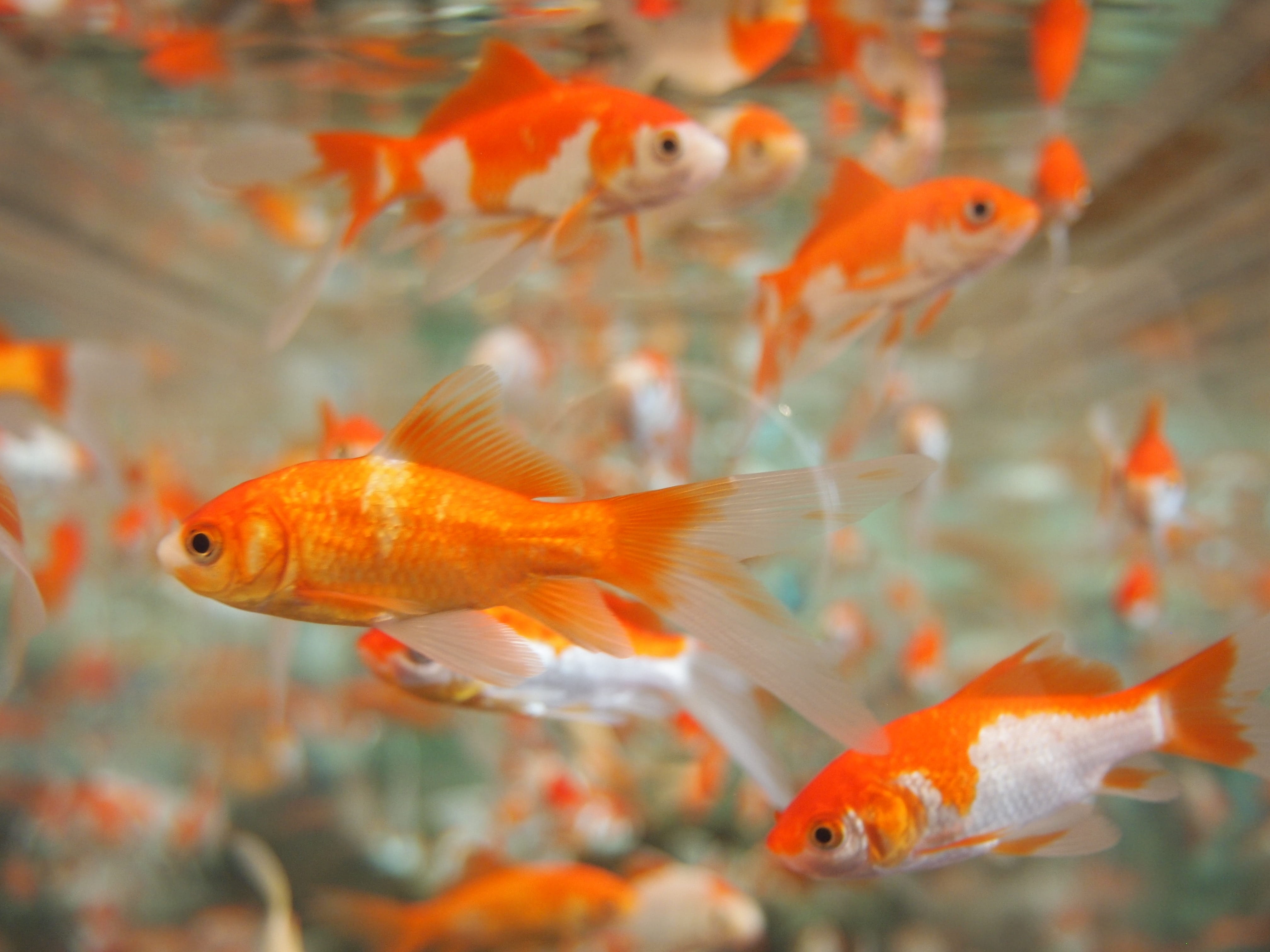 simple, water, breath, swimming Animal, motion, school, goldfish, large group of animals, tank, no people, tropical, fins, gill, 4K, koi Carp, colourful, HD Wallpaper