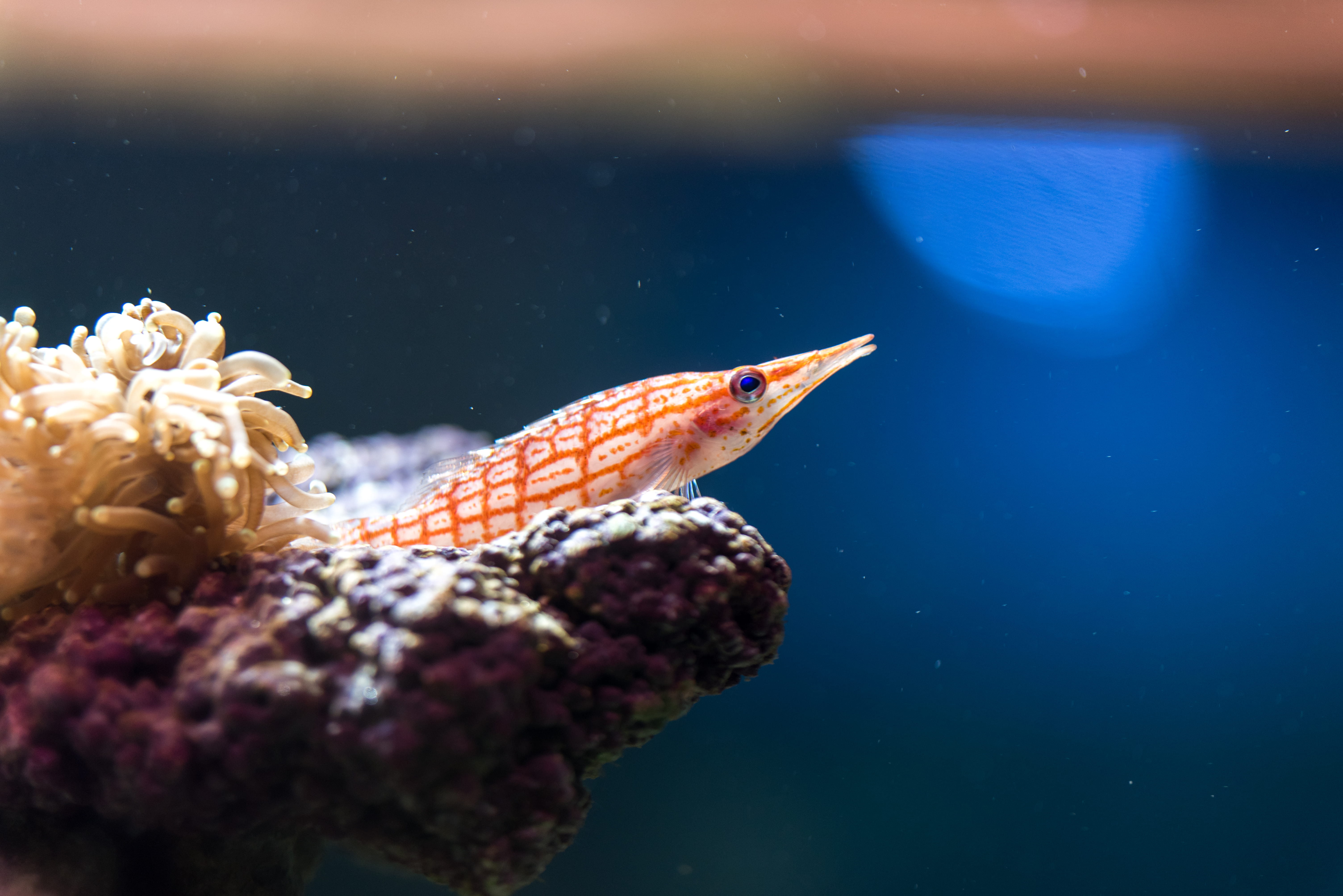 no people, fish, sea, white, marine, aquarium, nature, 5K, animal, animal eye, animal wildlife, sea life, vertebrate, coral, animal themes, underwater, HD Wallpaper