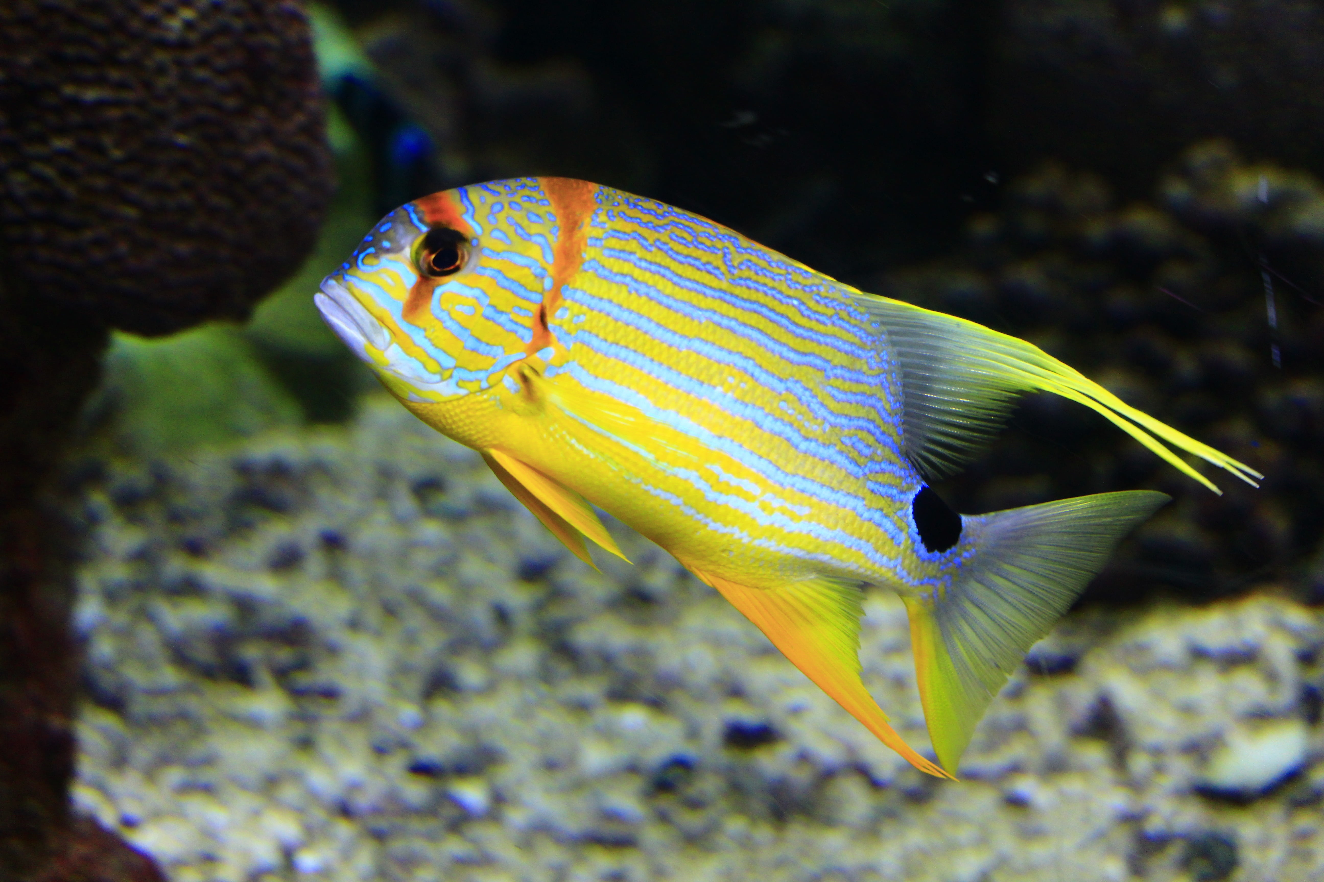 sharm, scenery, submerged, close-up, saltwater, coral, water, wild, marine, profile view, south, tropic, caribbean, yellow, animal themes, blue, one animal, HD Wallpaper
