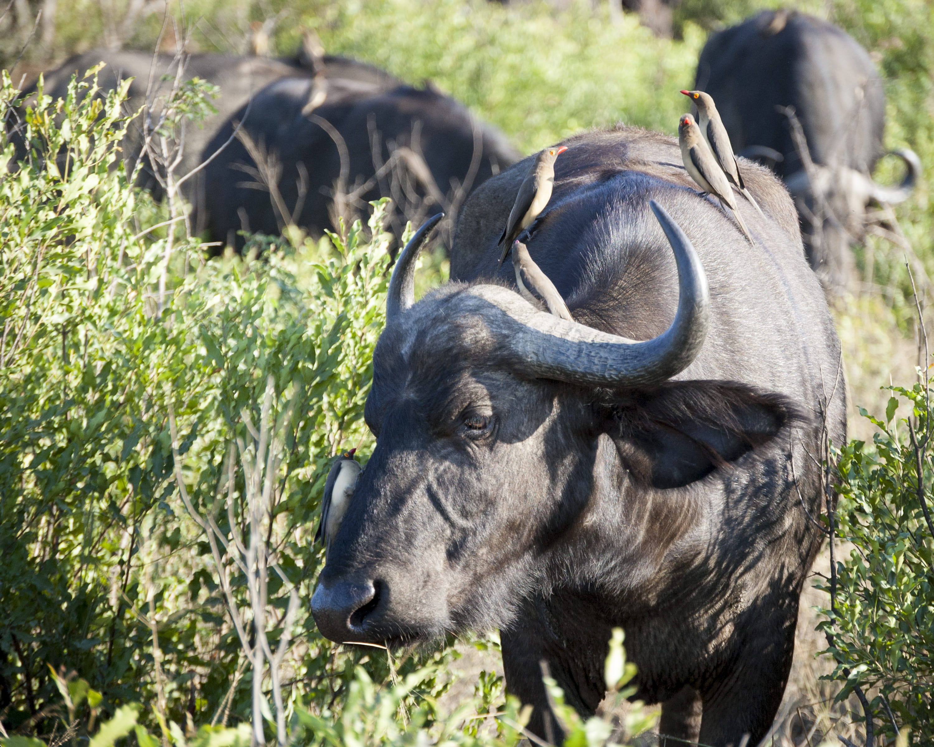 herbivorous, horns, south africa, animals, group of animals, grass, bird, safari, africa, patriarch, green, symbiotic, animal themes, land, no people, cape buffalo, HD Wallpaper
