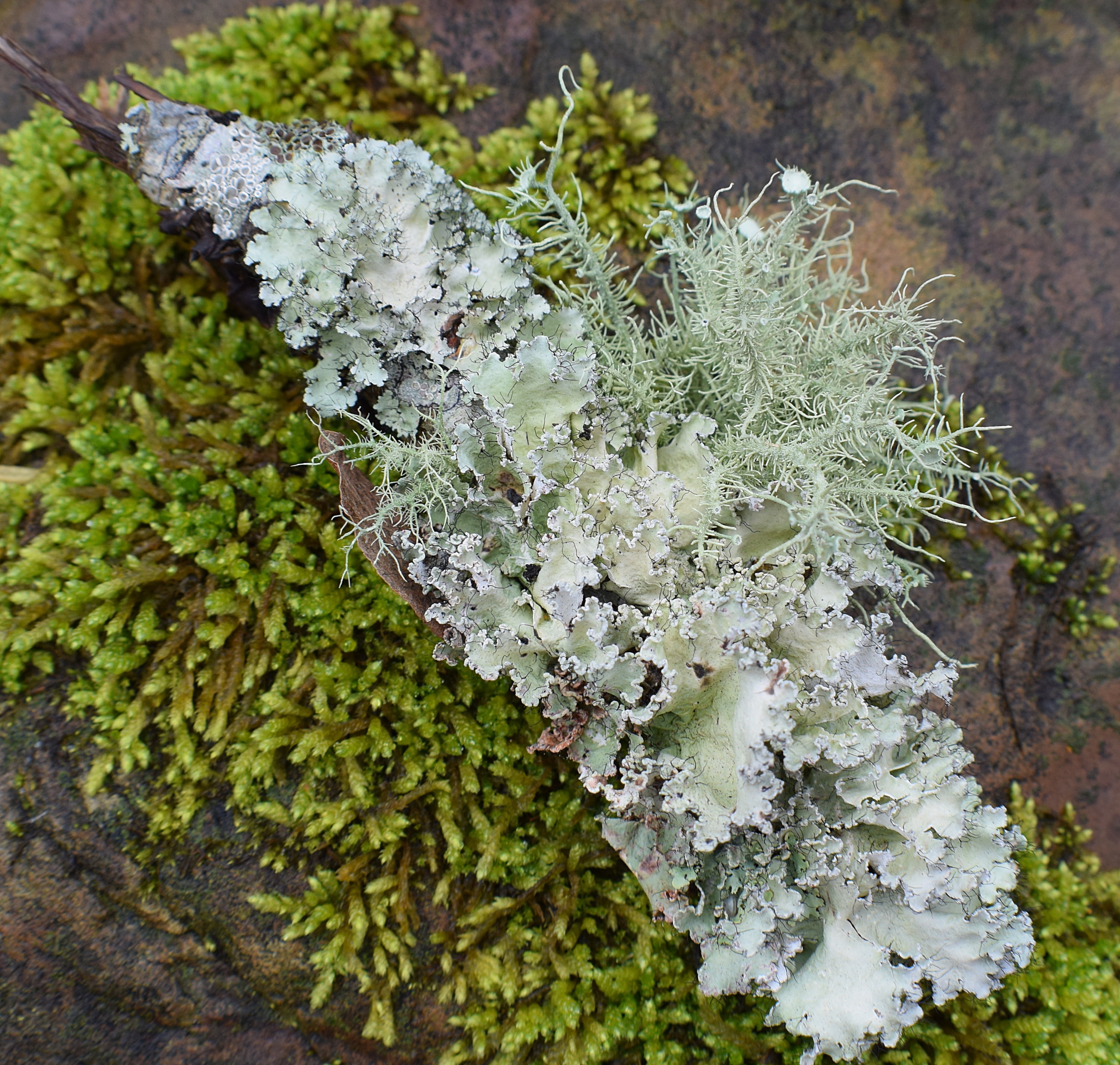 2K, no people, high angle view, nature, green, white color, moss, outdoors, tree, winter, plant part, parasite, rock, freshness, lichen, wild, close-up, HD Wallpaper