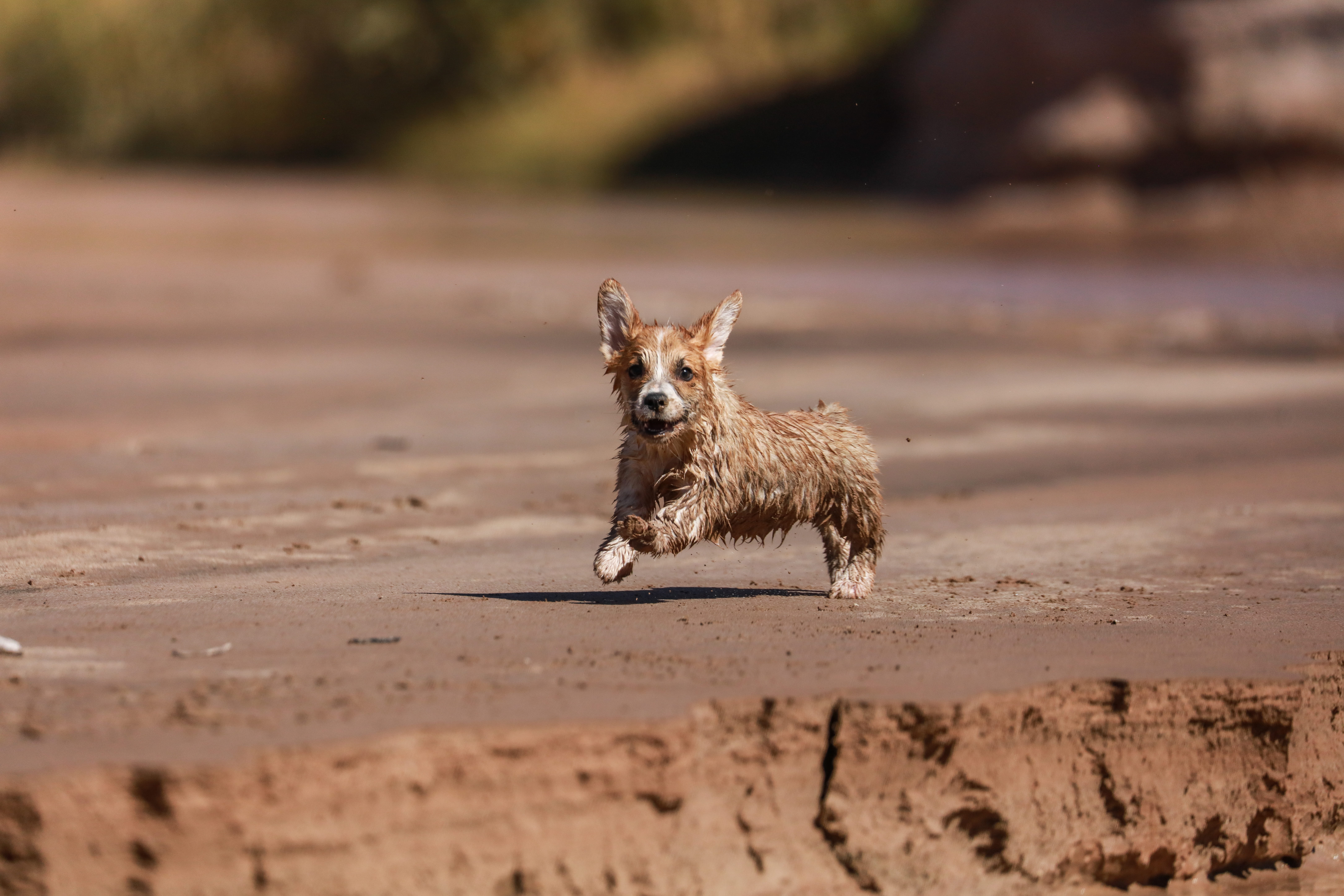 pembroke, canine, running, puppy, vertebrate, mammal, small dog, welsh, full length, land, looking at camera, patrick hendry, corgi, selective focus, day, HD Wallpaper