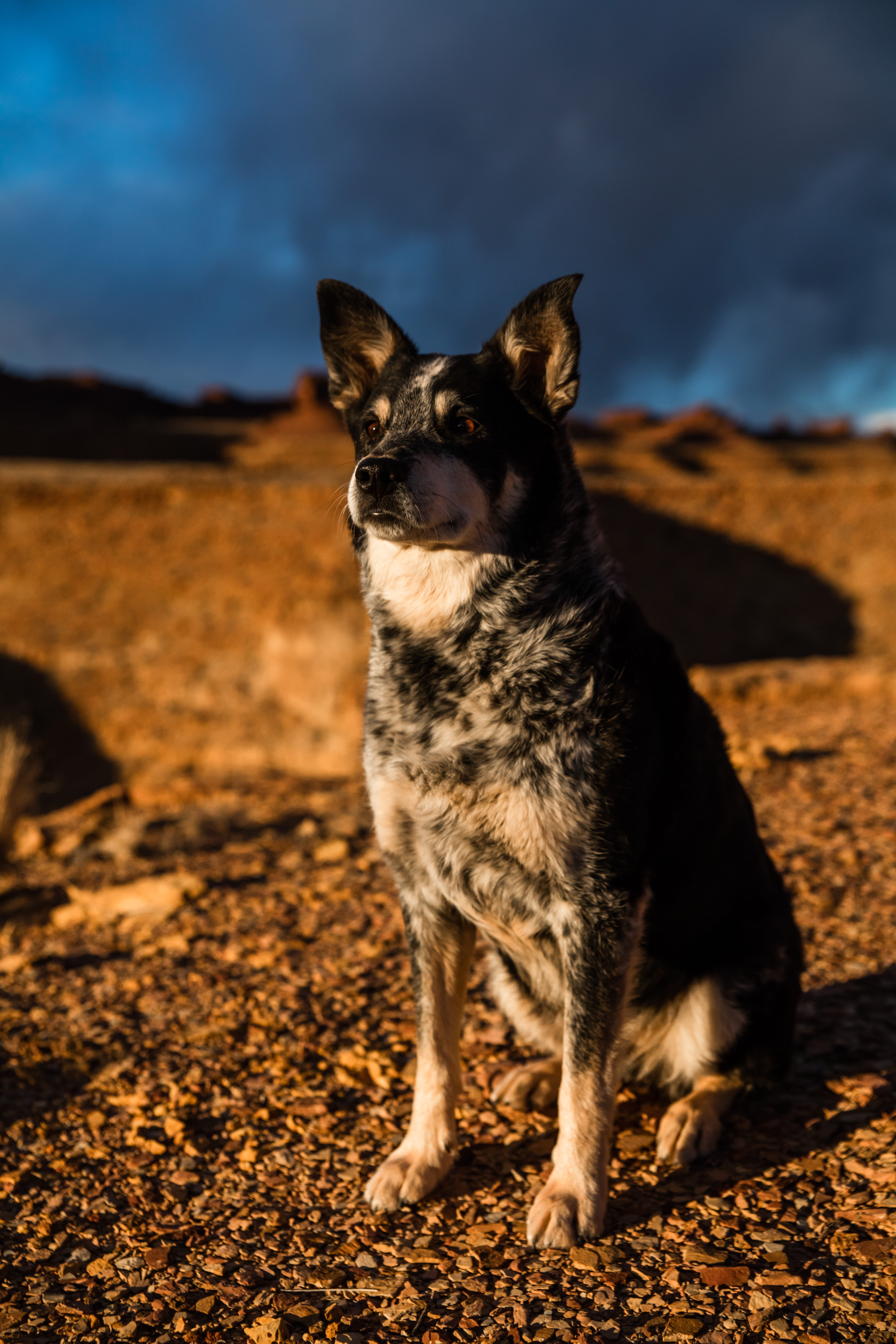 domestic, small, 8K, brown, dog, standing, land, utah, animal, one animal, selective, tan, aussie, desert, dirt, sitting, vertebrate, blue, full length, Phone HD Wallpaper