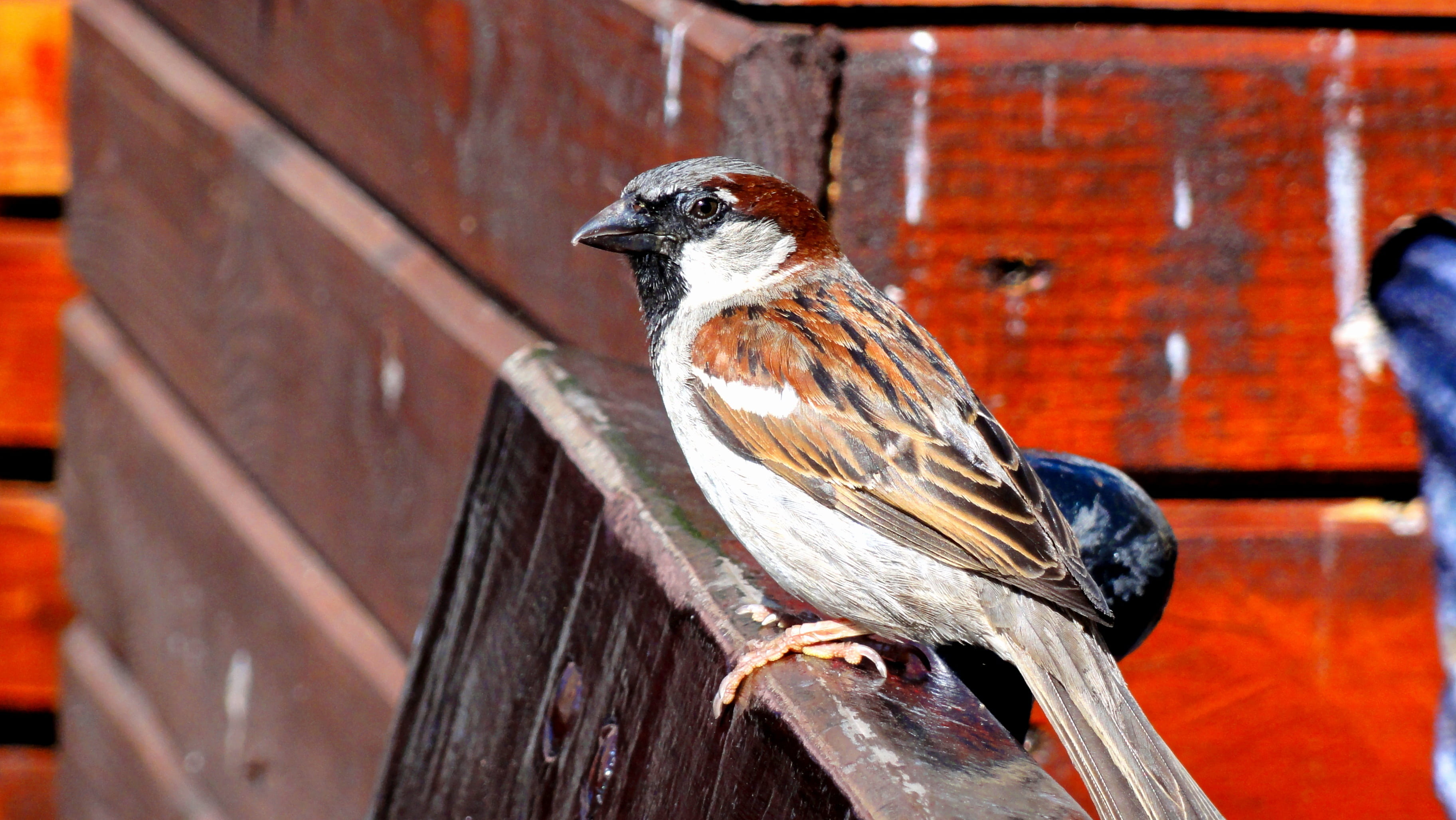 sparrow, wood - material, pen, day, 2K, looking, beak, bird, vertebrate, focus on foreground, the sparrow, bird of prey, animals in the wild, ptaszę, wildlife, HD Wallpaper