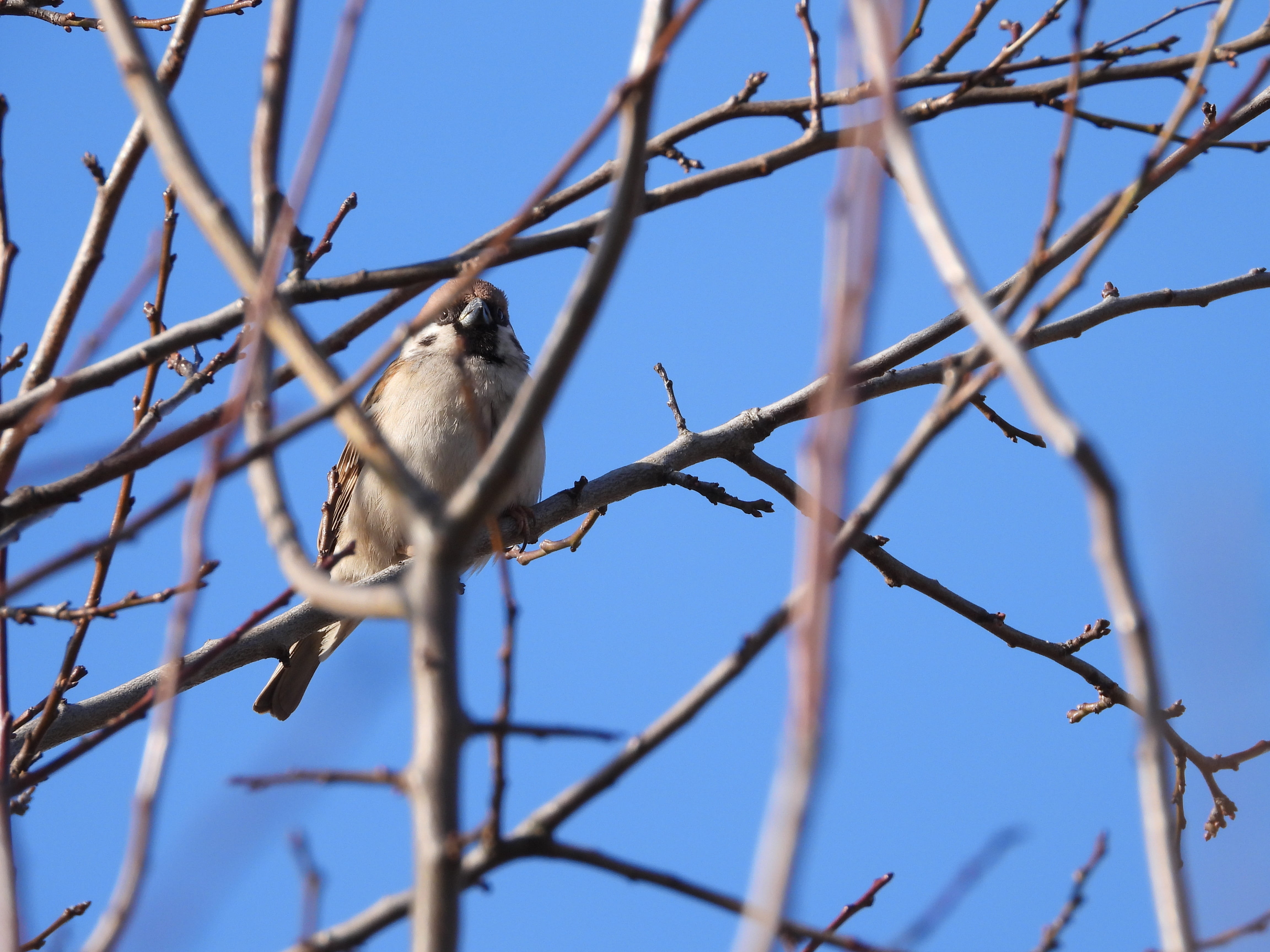 selective focus, bare tree, wings, animal, one animal, tree, branches, sky, nature, outdoors, beak, life, bird, animals in the wild, small, vertebrate, HD Wallpaper