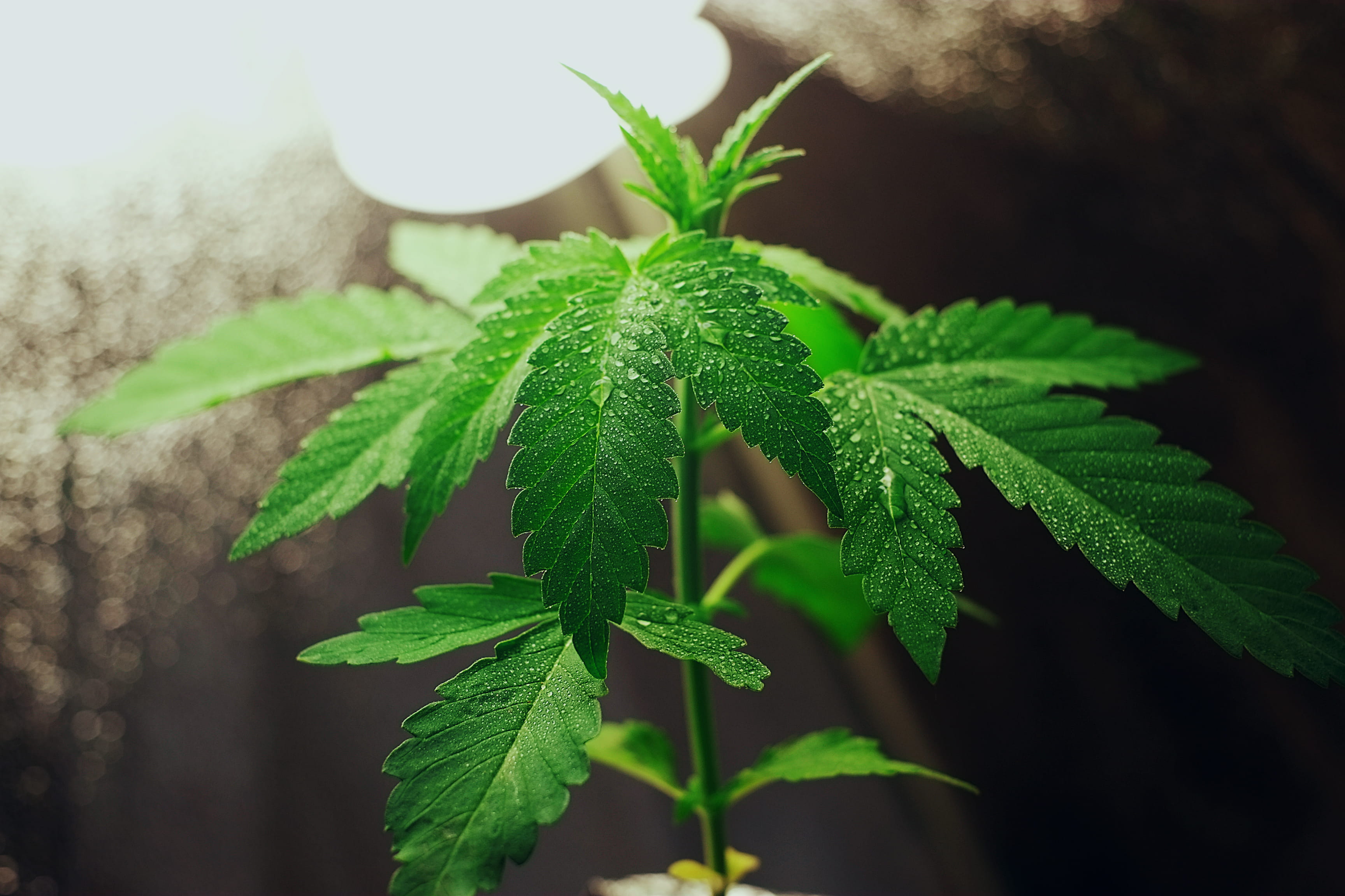 2K, beauty in nature, no people, nature, medicine, outdoors, fragility, green color, close-up, leaves, plant part, herb, freshness, day, plant, weed, focus on foreground, HD Wallpaper