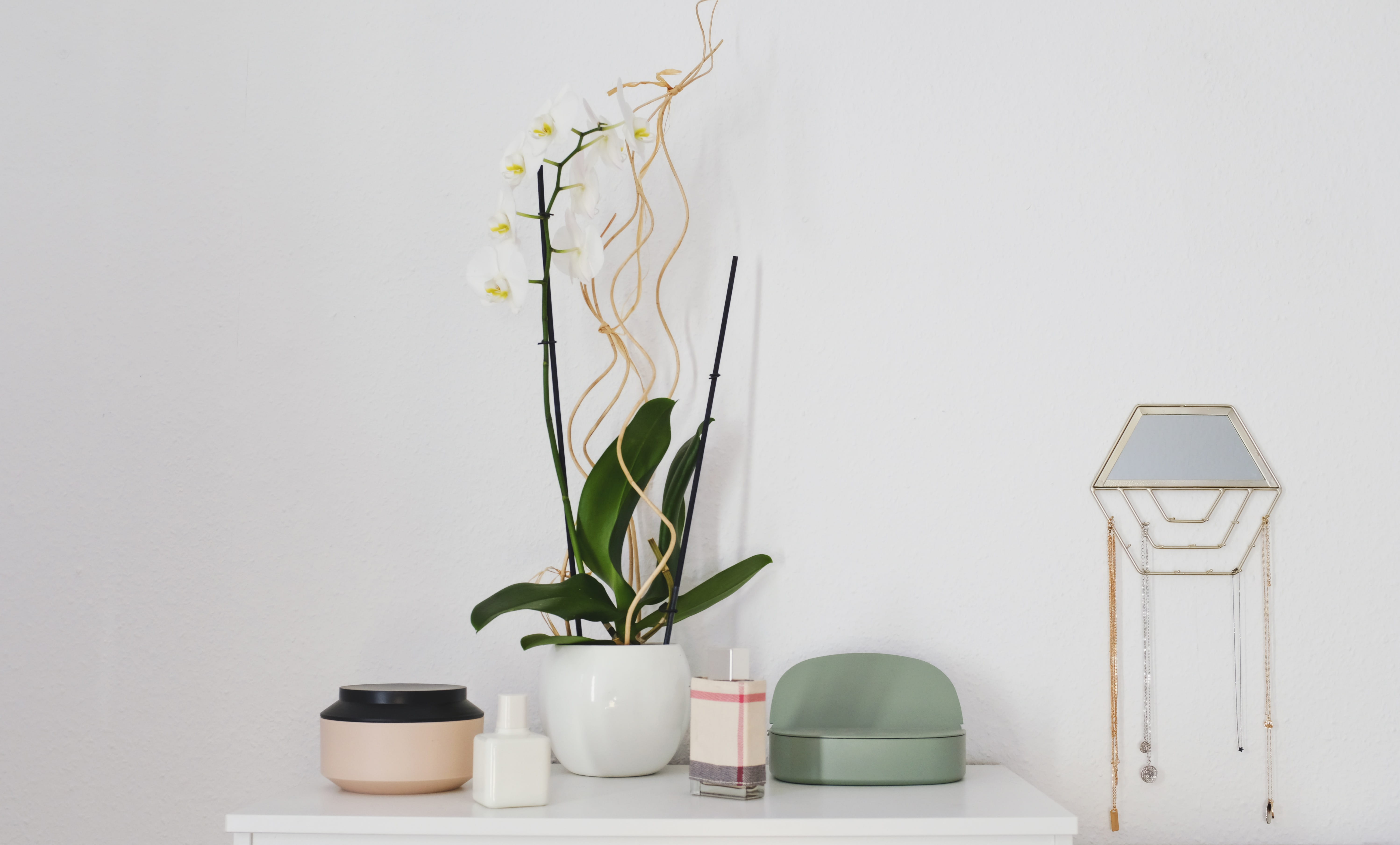 minimal, potted plant, accessories, white background, plant part, plant, ornament, orchid, table, flower, white color, interior design, blossom, leaf, flowering plant, HD Wallpaper