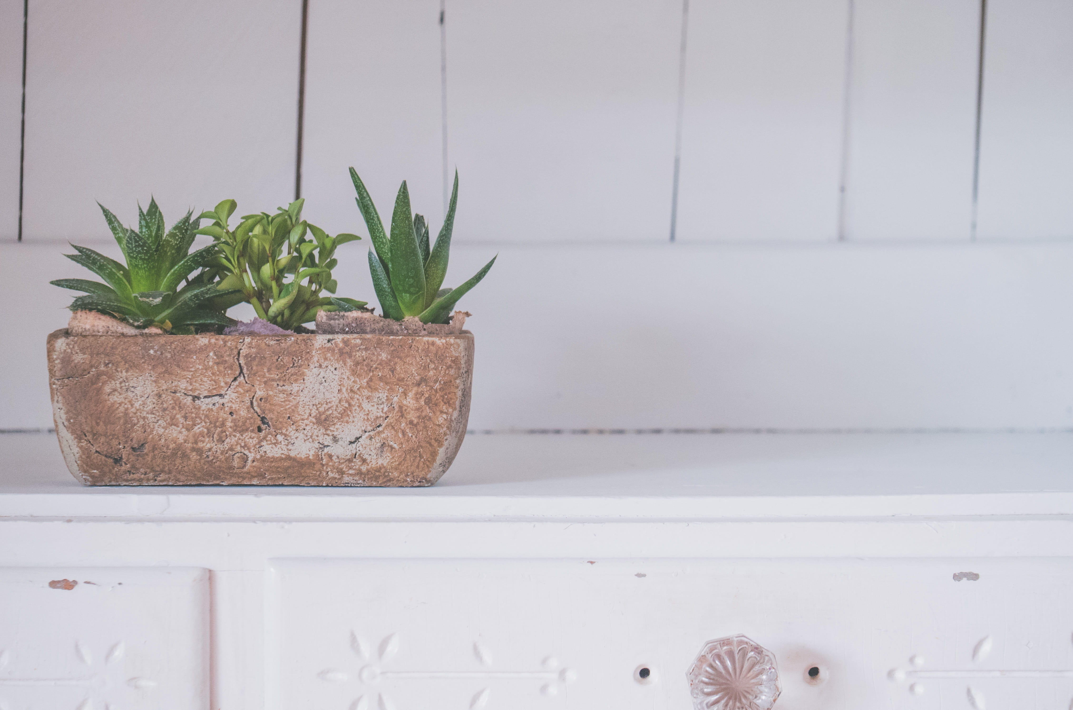 plant, still life, room, pot, flowerpot, vase, planter, flower, cactus, kitchen, indoors, succulent plant, decoration, wood, tiled floor, nature, potted plant, HD Wallpaper