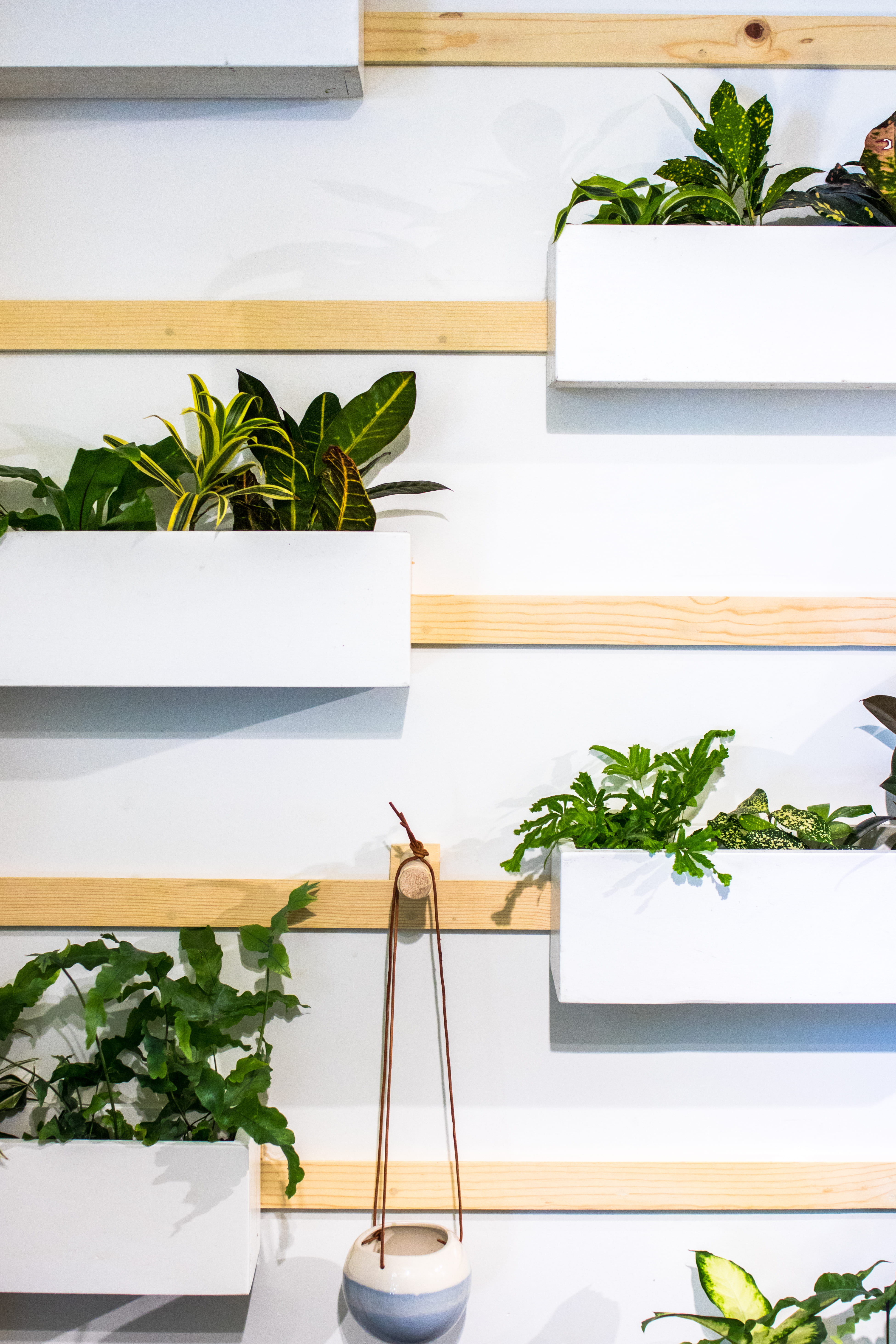 herb, still life, modern, wood - material, white, indoors, table, green color, design, minimal, potted plant, growth, 5K, houseplant, greenhouse, plant, Phone HD Wallpaper