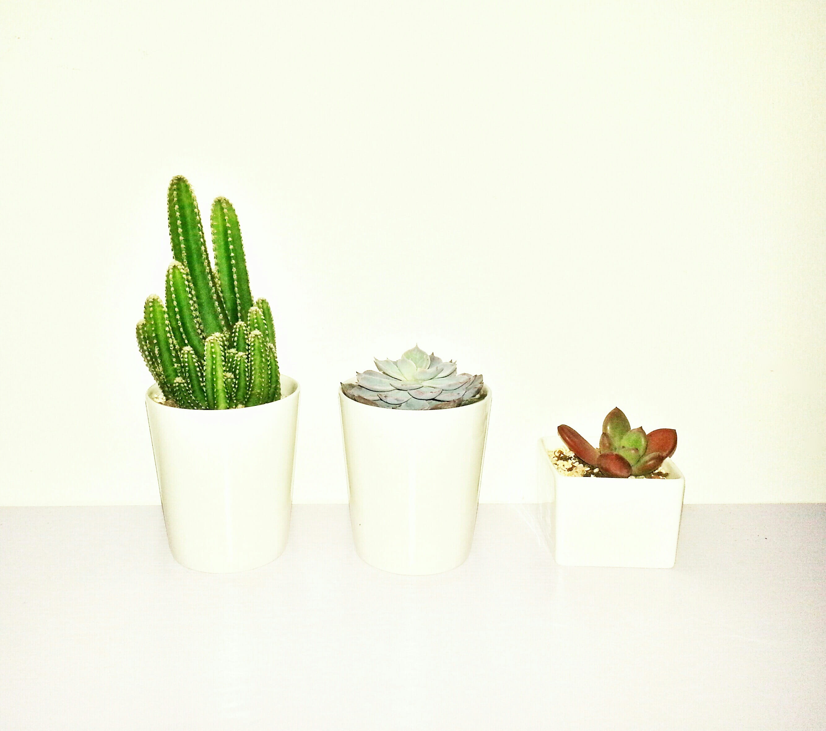 pot, wellbeing, beside, potted plant, white background, freshness, nature, leaf, food and drink, flower pot, still life, succulent plants, no people, indoors, HD Wallpaper