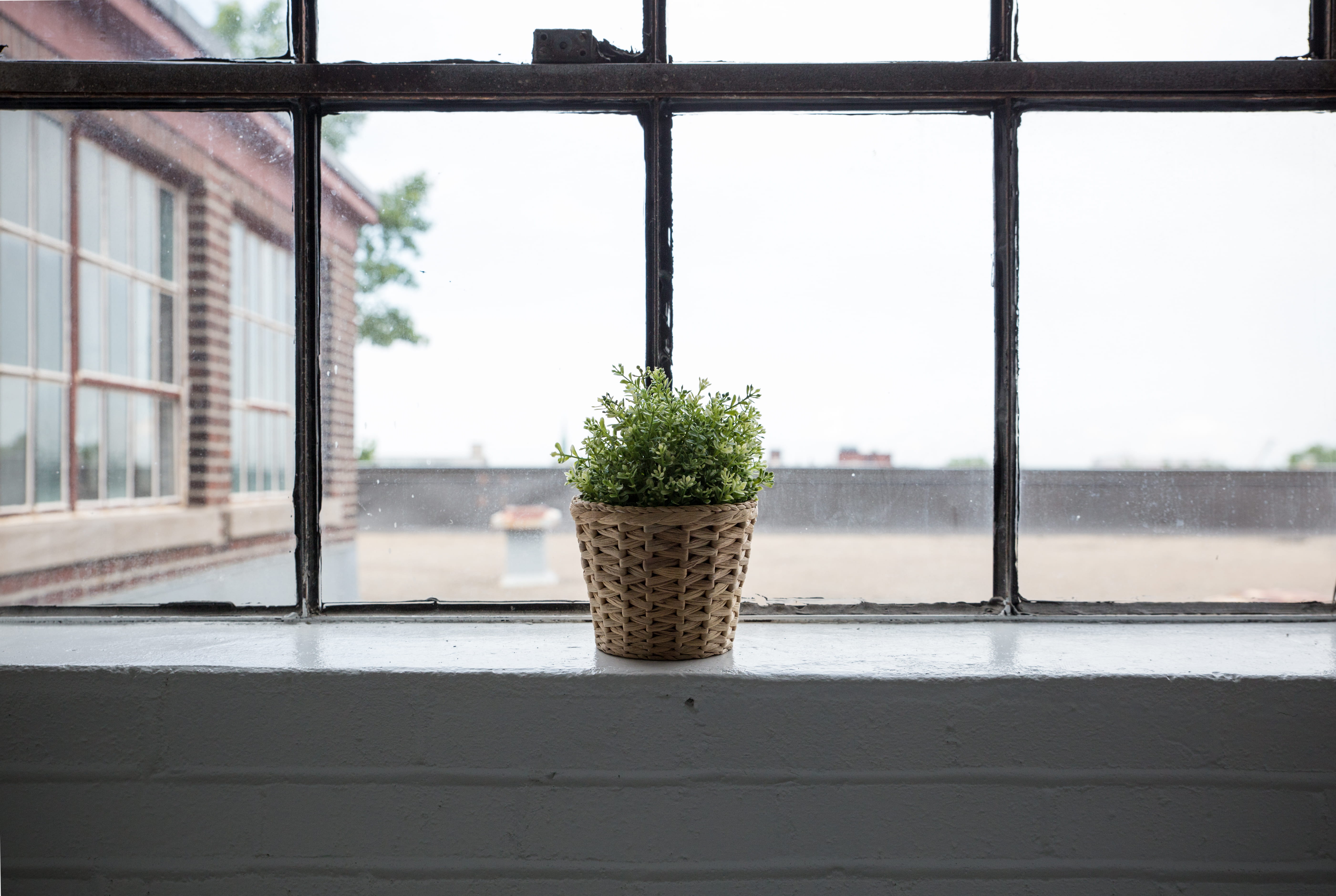 wicker, water, wall, growth, glass, apartment, nature, flower pot, shrub, greenery, indoors, glass - material, built structure, bush, pane, 5K, houseplant, HD Wallpaper