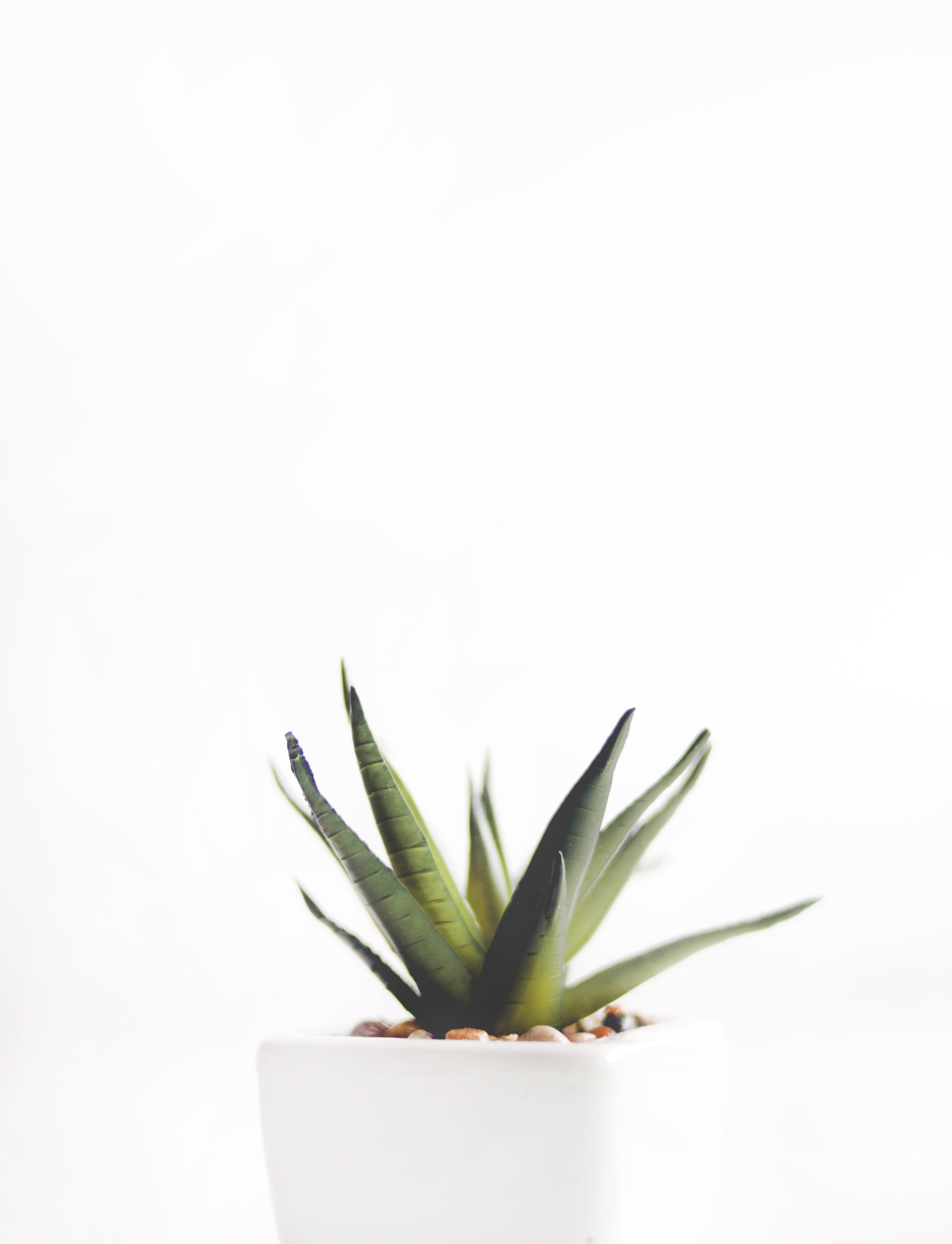 garden, flora, pot, freshness, flower, white, white color, food and drink, plant, minimalism, green color, spine, Aloe vera, exotic, houseplant, agave, Phone HD Wallpaper